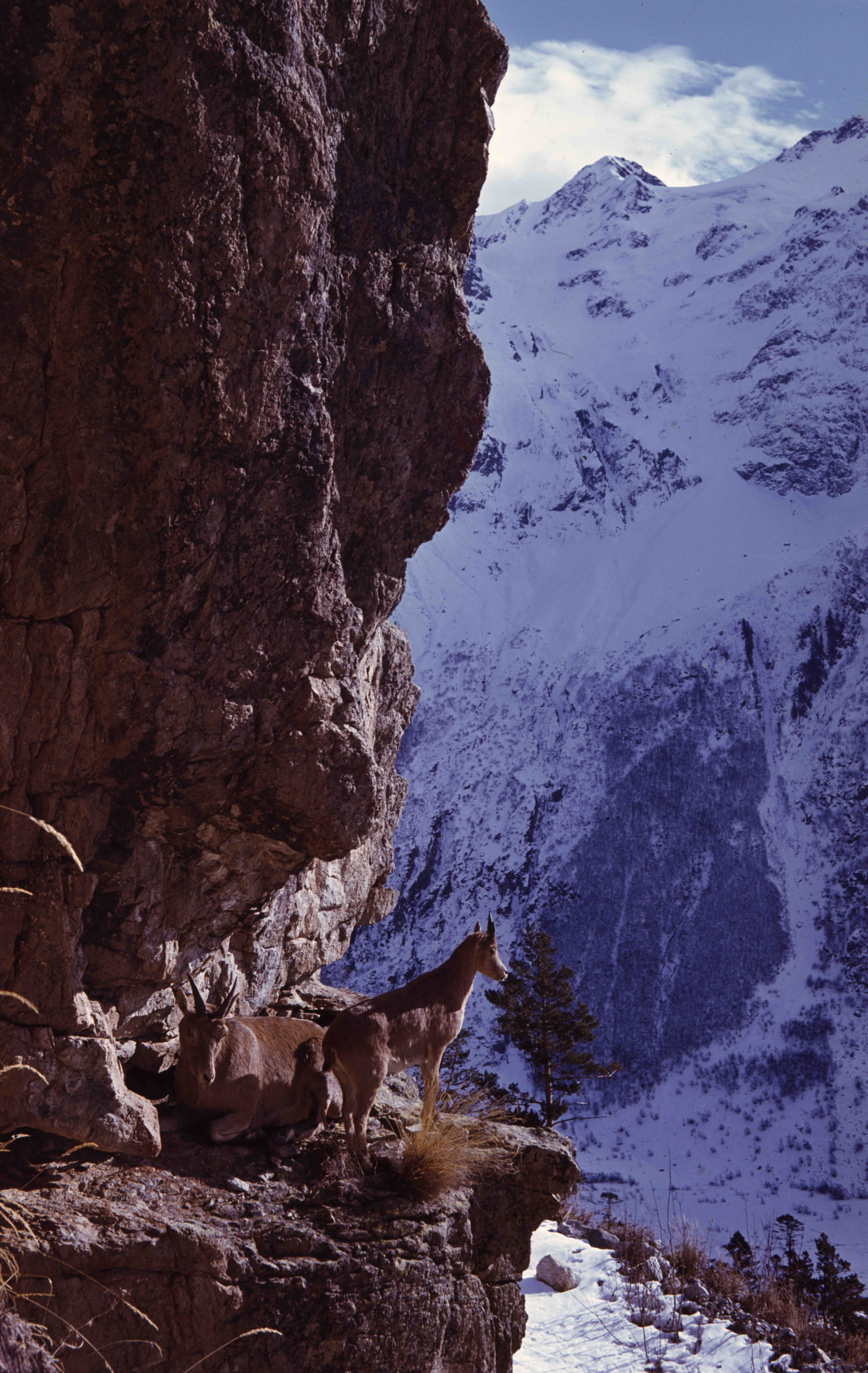 Геннадий Кук. Курортное дело