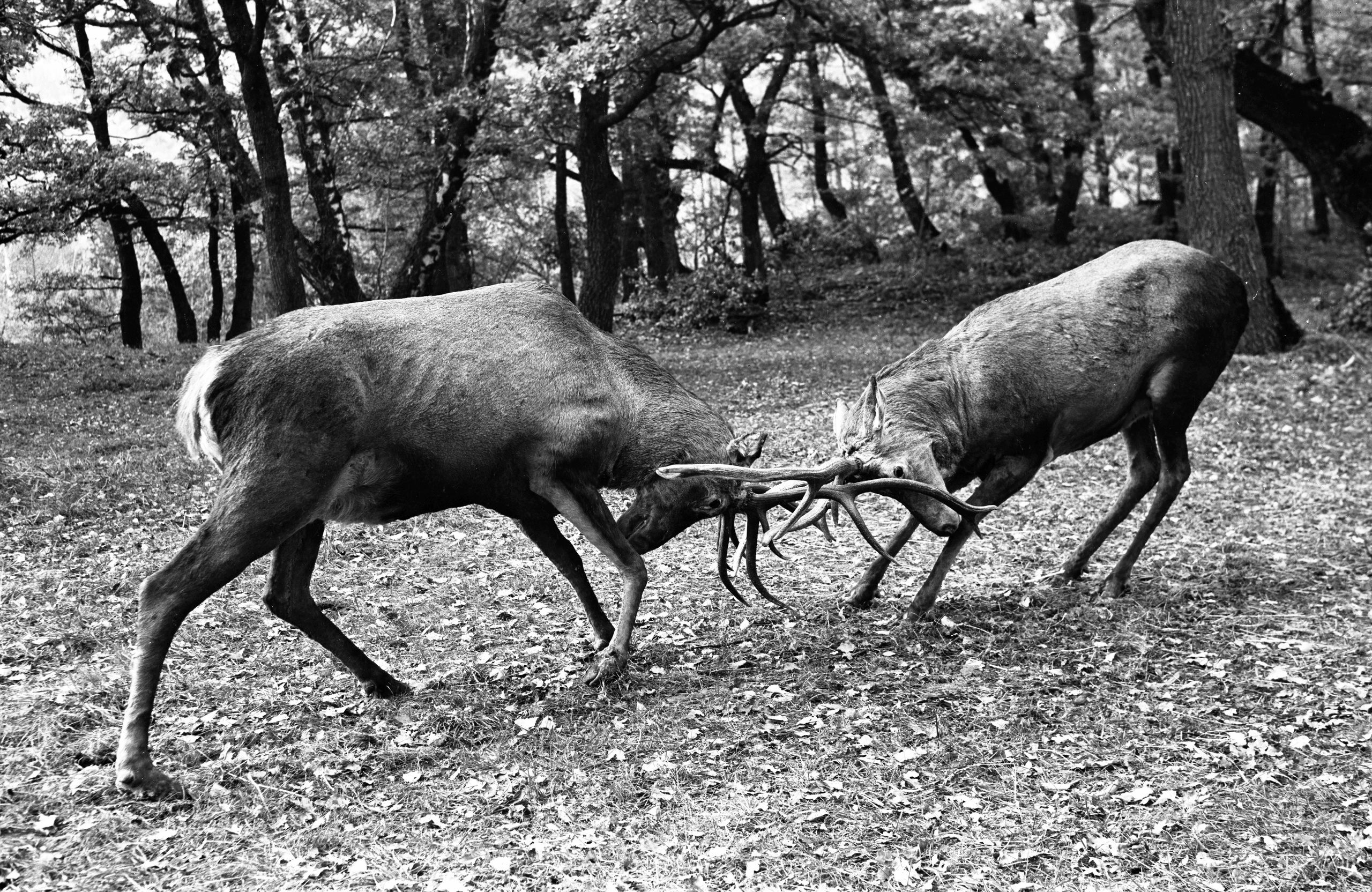 Геннадий Кук. Курортное дело