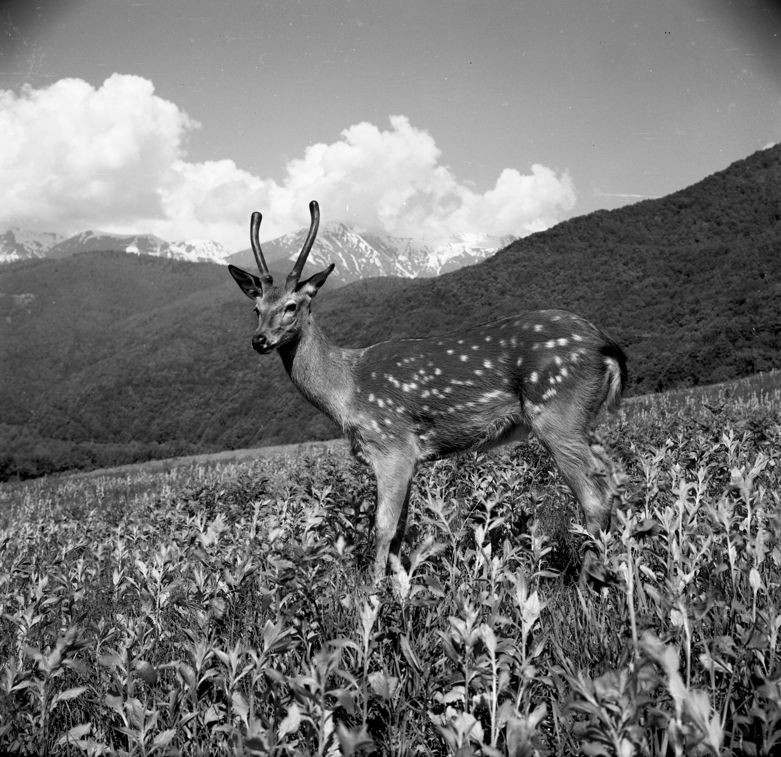 Геннадий Кук. Курортное дело