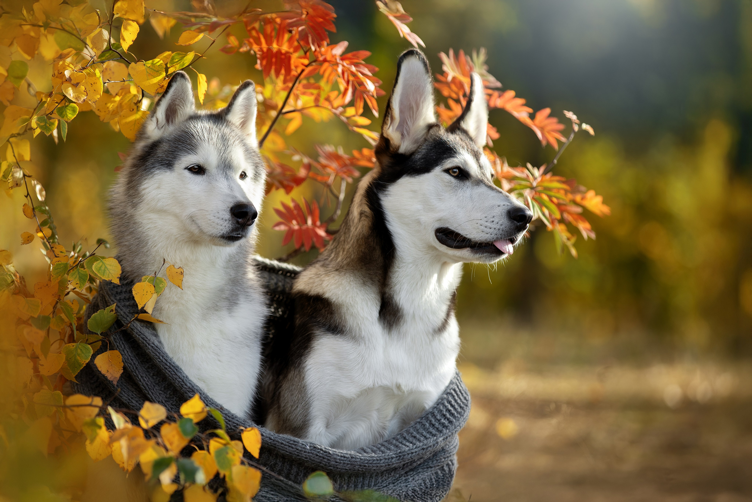 Фотограф анималист в Санкт-Петербурге Светлана Писарева