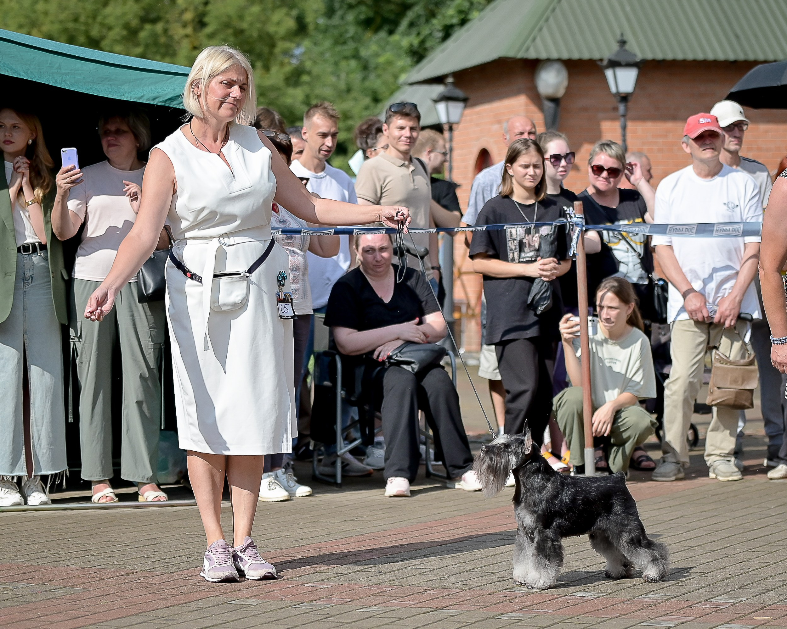 Софи/Asson Ari Vivien Marceau. Питомник цвергшнауцеров в Беларуси «Делинсо Бэлэнс»
