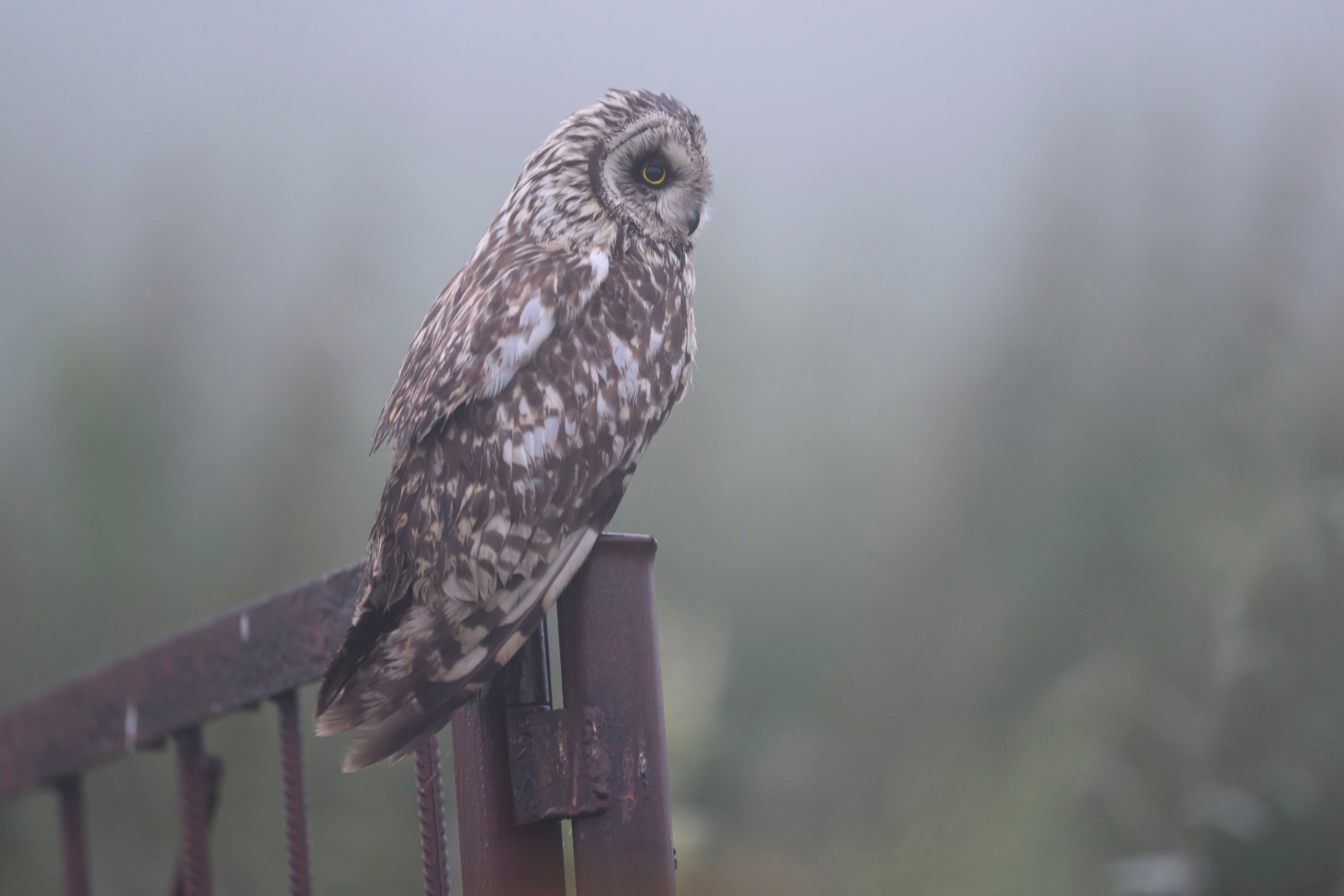 Охота совы и три совенка. Owl hunting and three owlets. Фотограф Сергей Пупонин