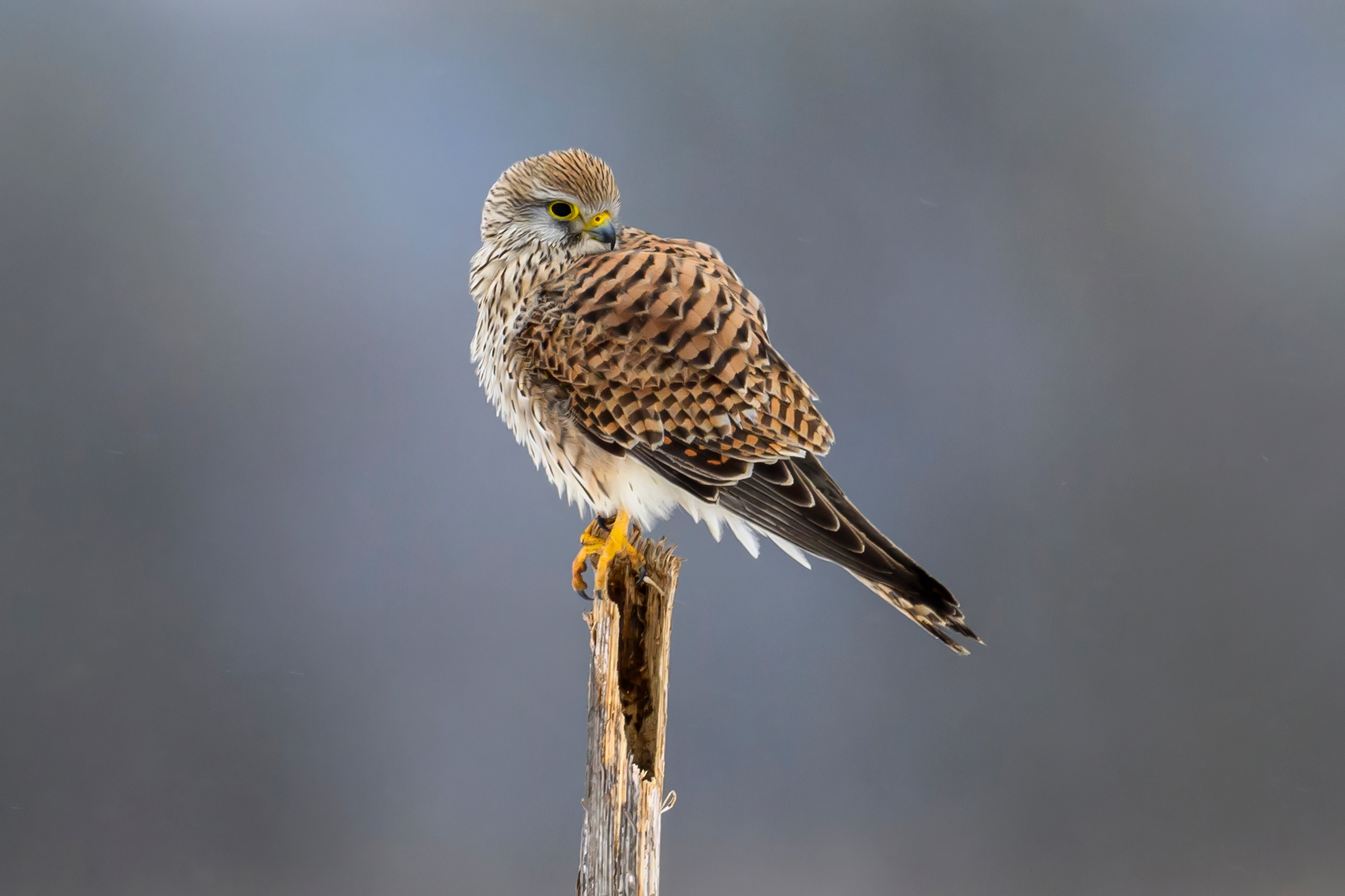 Сова, журавли и свадьба чибисов. Wildlife photography by Sergey Puponin