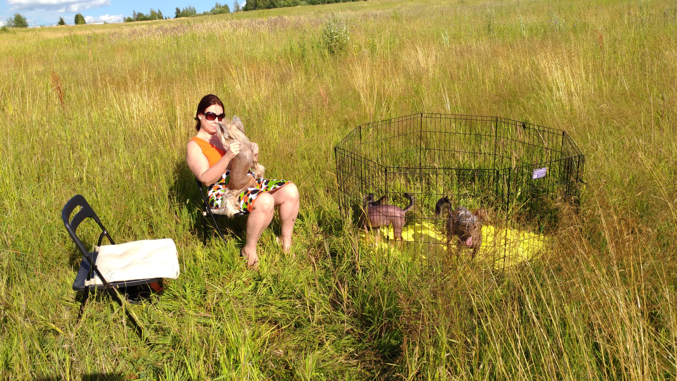 В поле под присмотром сокола. Питомник китайских хохлатых собак Poale Ell: купить щенка в питомнике