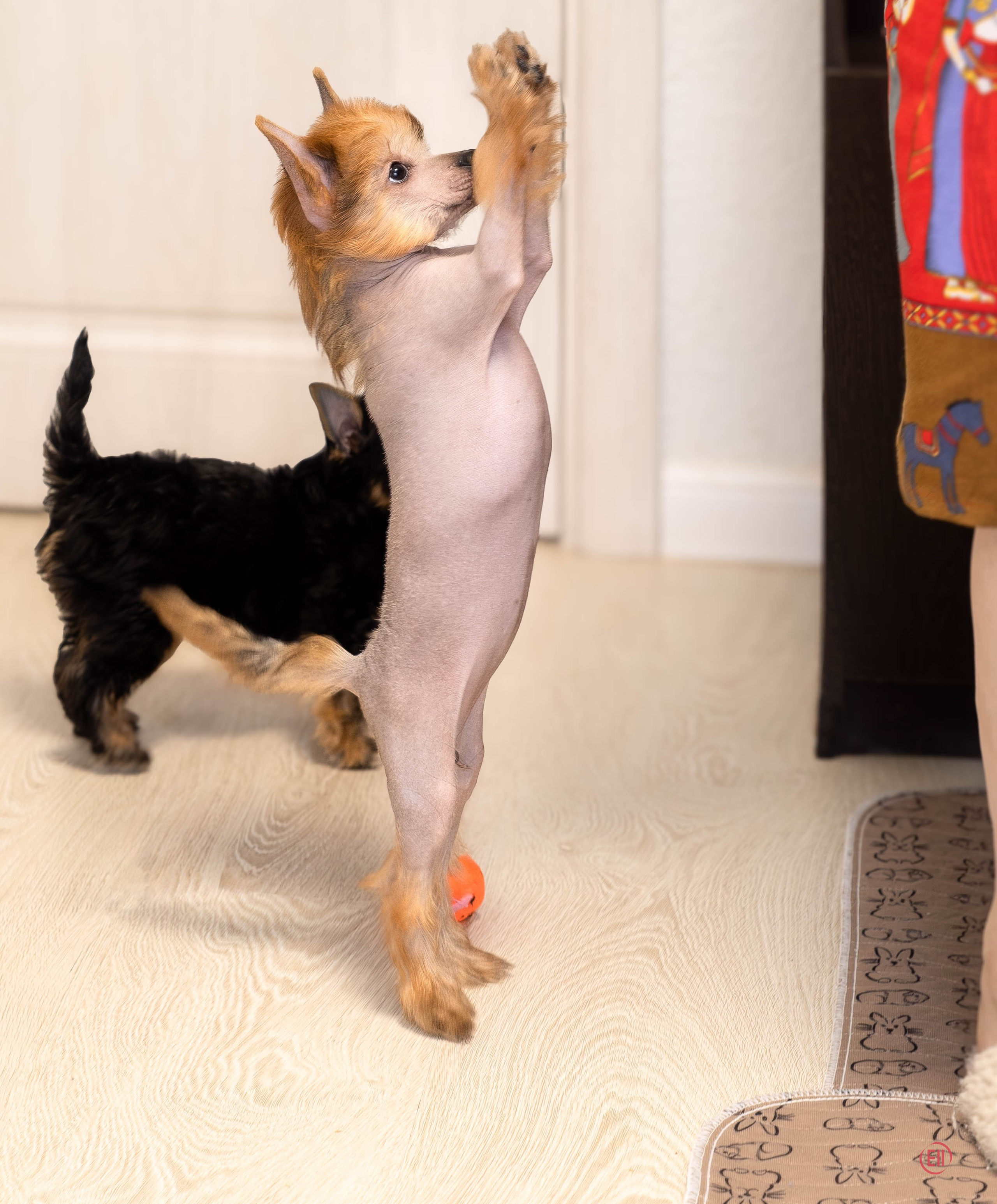 Poale Ell Gloria. Chinese Crested Dog Kennel Poale Ell