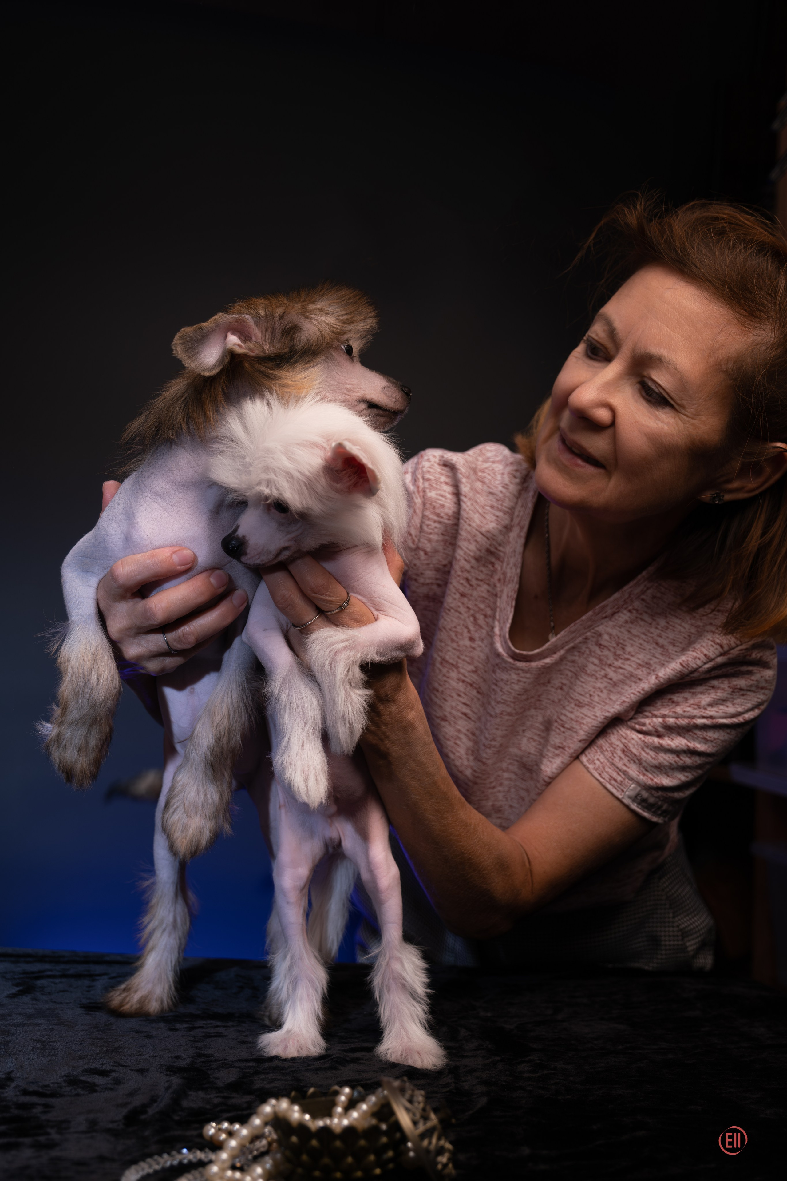 First photo session of the litter “F” of the Laisan Island kennel. Chinese Crested Dog Kennel Poale Ell