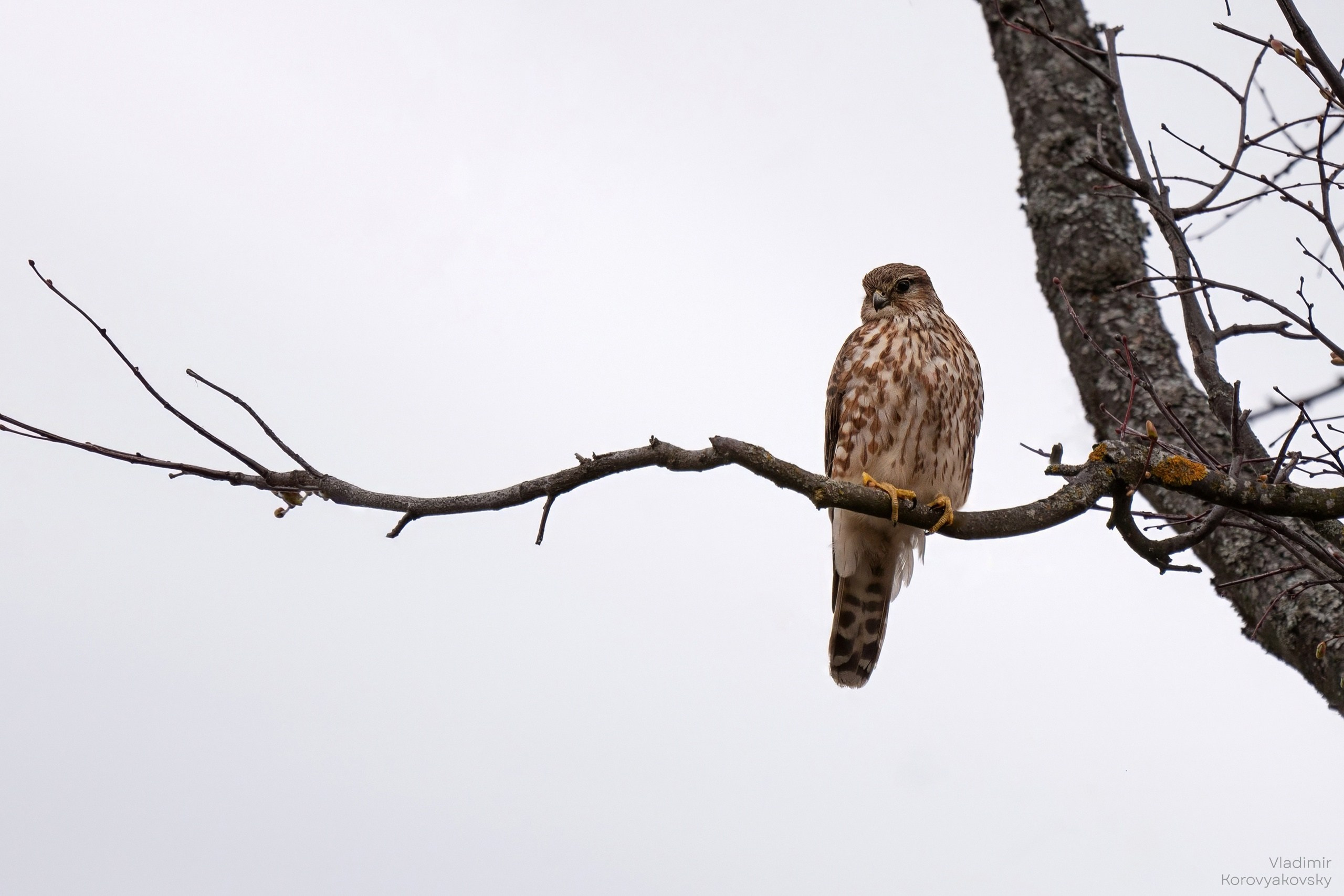 Животные. Фотограф Владимир Коровяковский