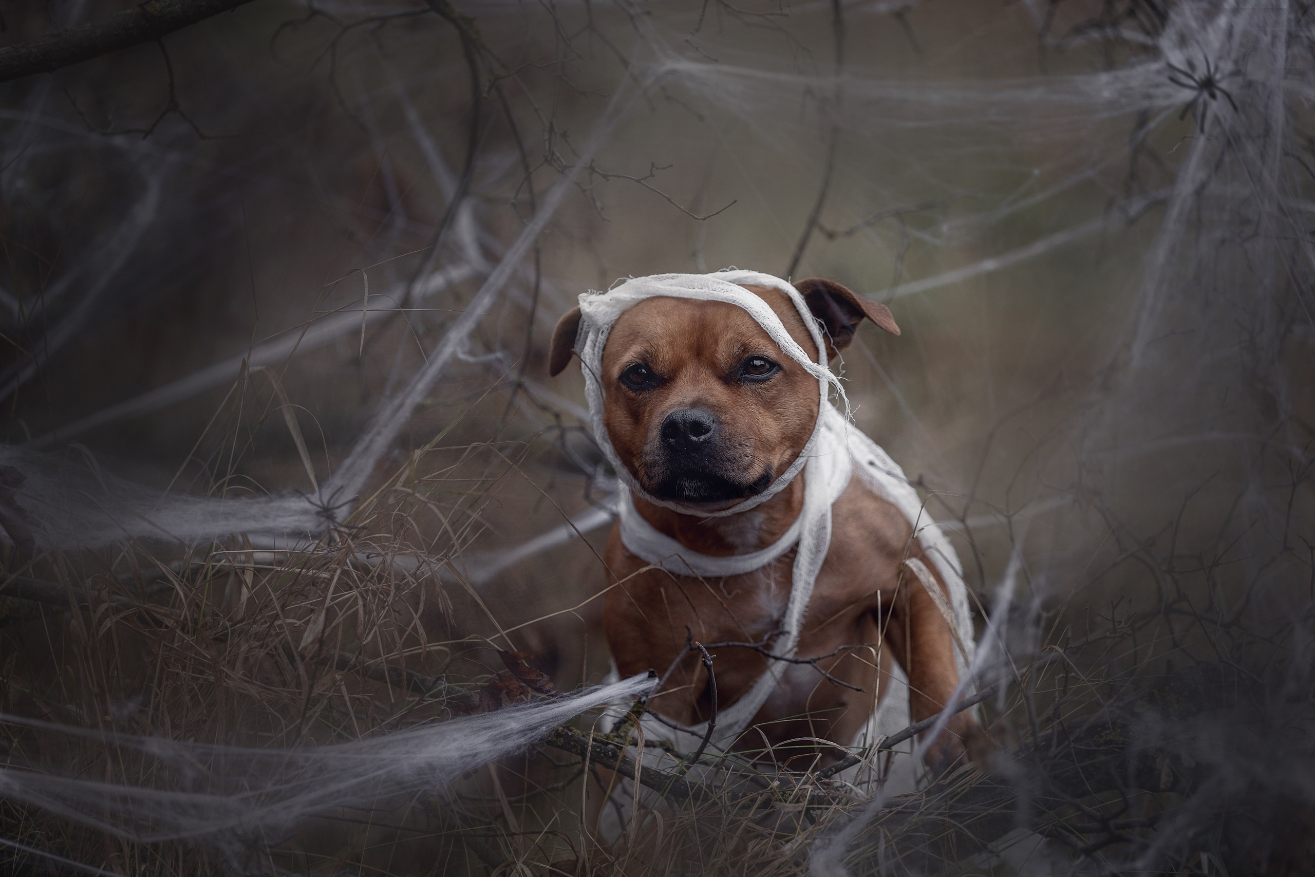 Фотодень «Хэллоуин» 2024. Фотограф-анималист в Калуге Мария Шерскова