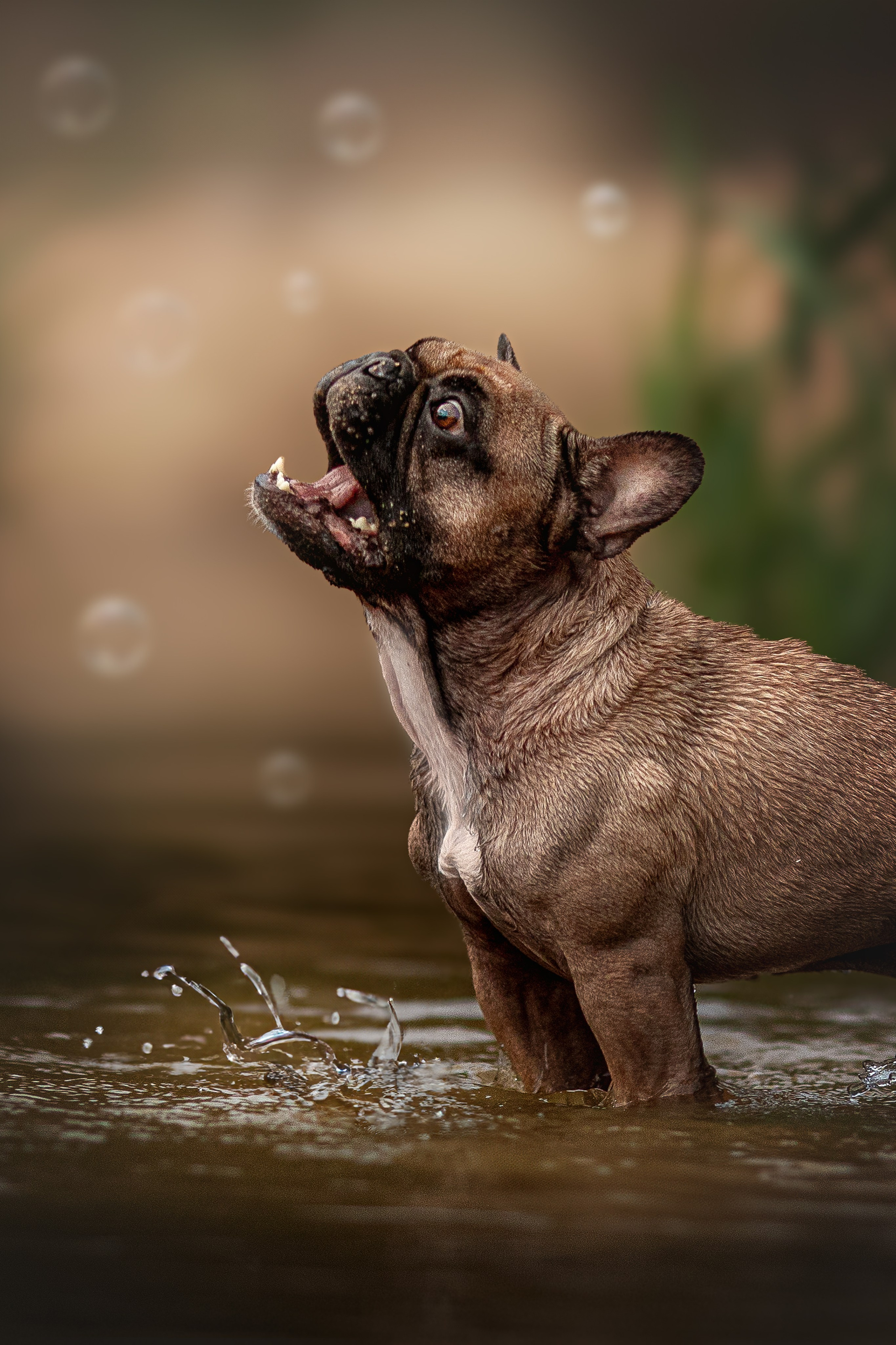 Обо мне. Фотограф-анималист в Москве и Подмосковье