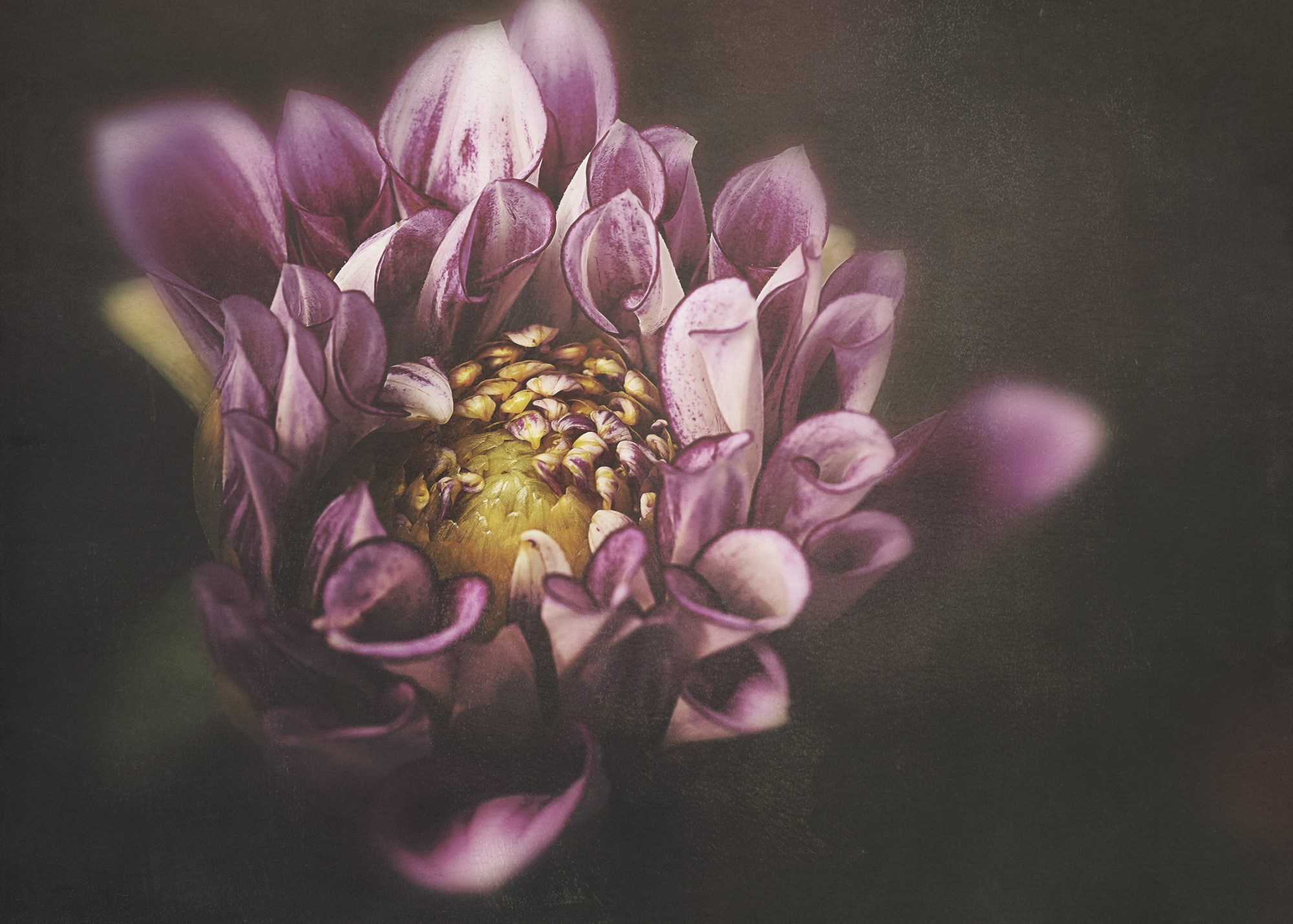 PINK VINTAGE. Eirene G | Photoartist | Flowers from my garden