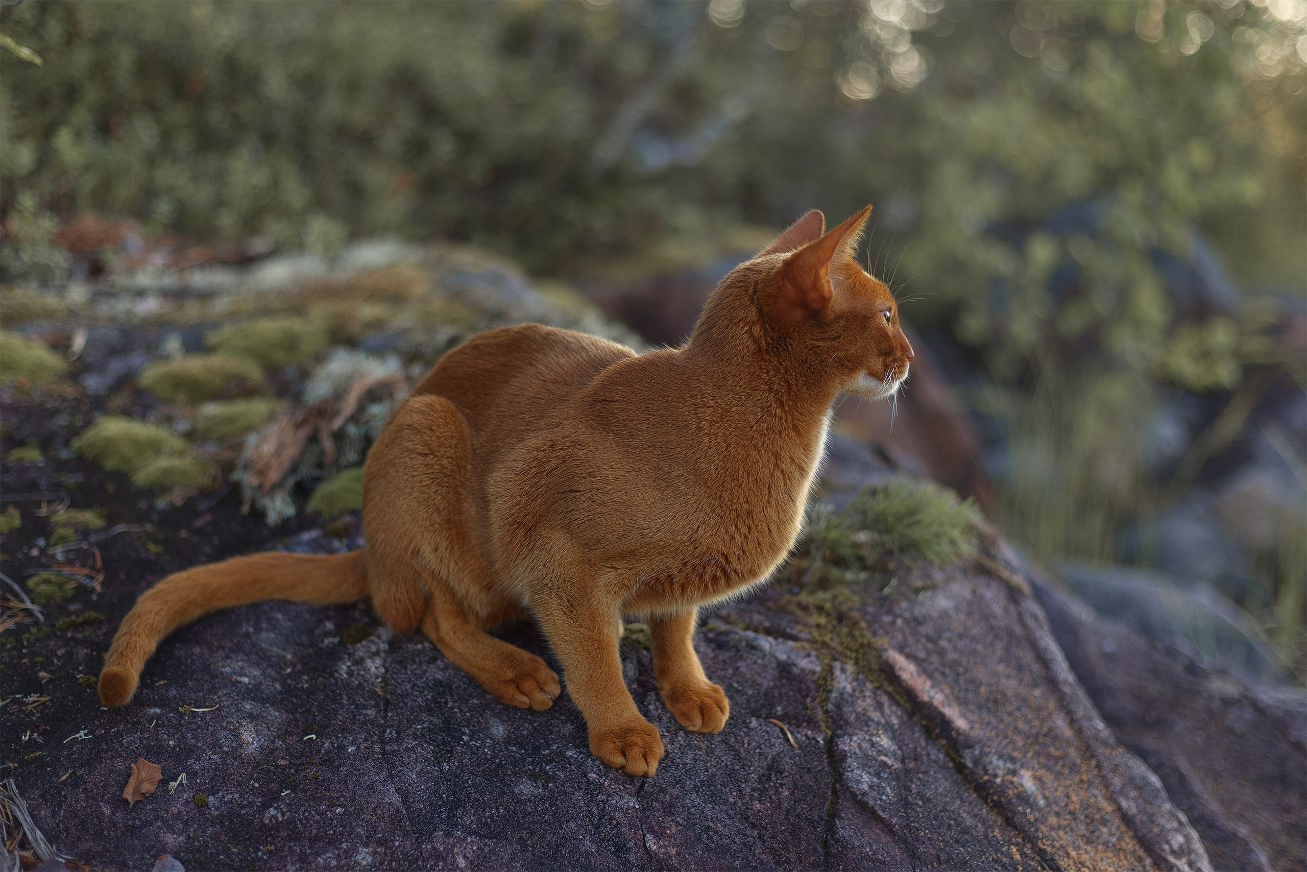 Котики. Сайт фотографа Елены Михайловой. Фотосессии на пленэре в Сестрорецке