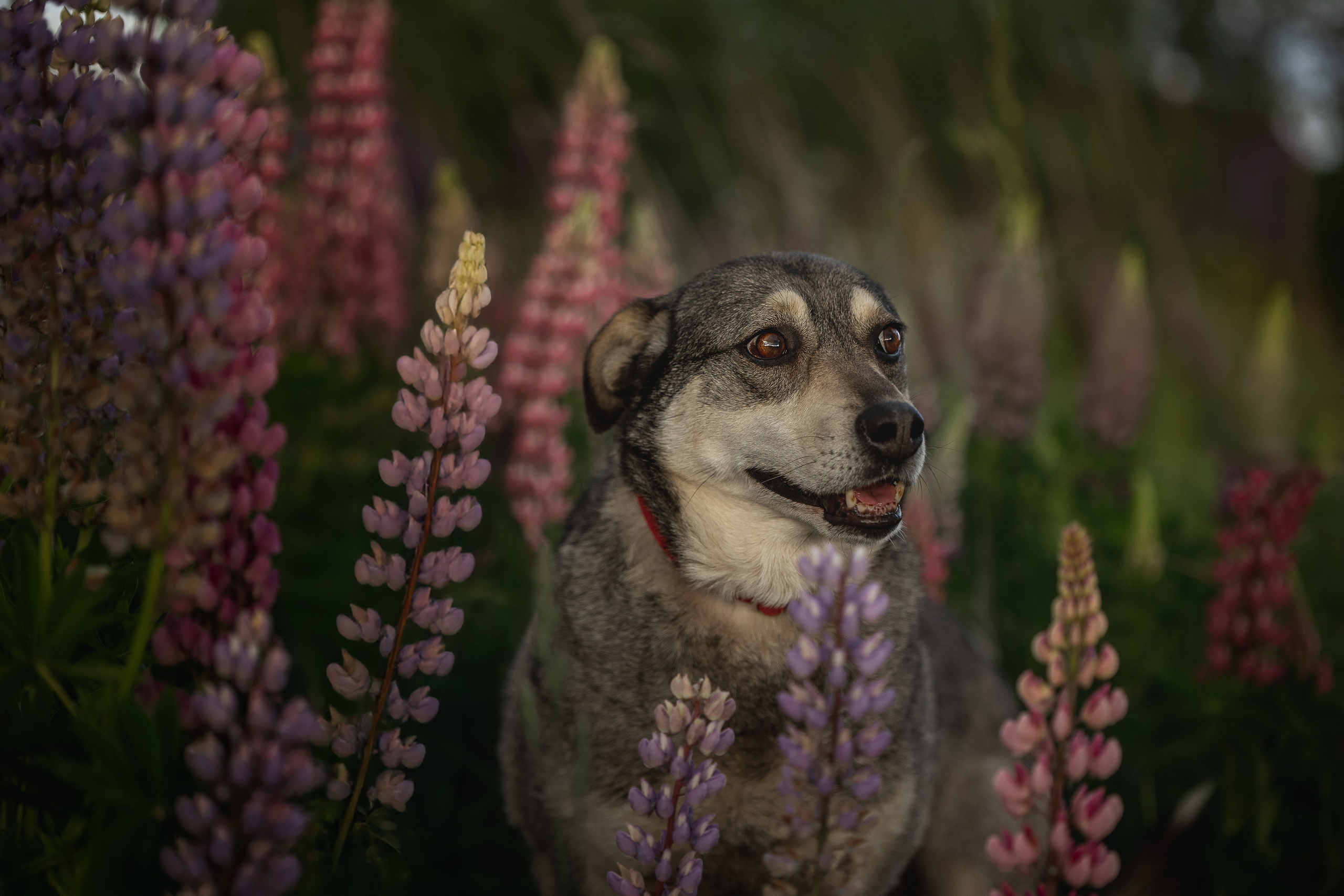ИЩУТ ДОМ. Фотограф-анималист в Москве и Подмосковье