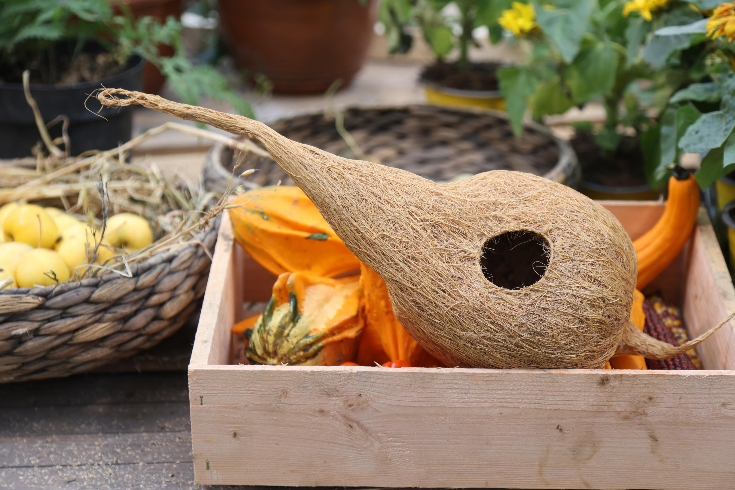 Гигантские тыквы в Ботаническом саду МГУ "Аптекарский огород". Maria Poleshchuk, commercial photographer in Sydney