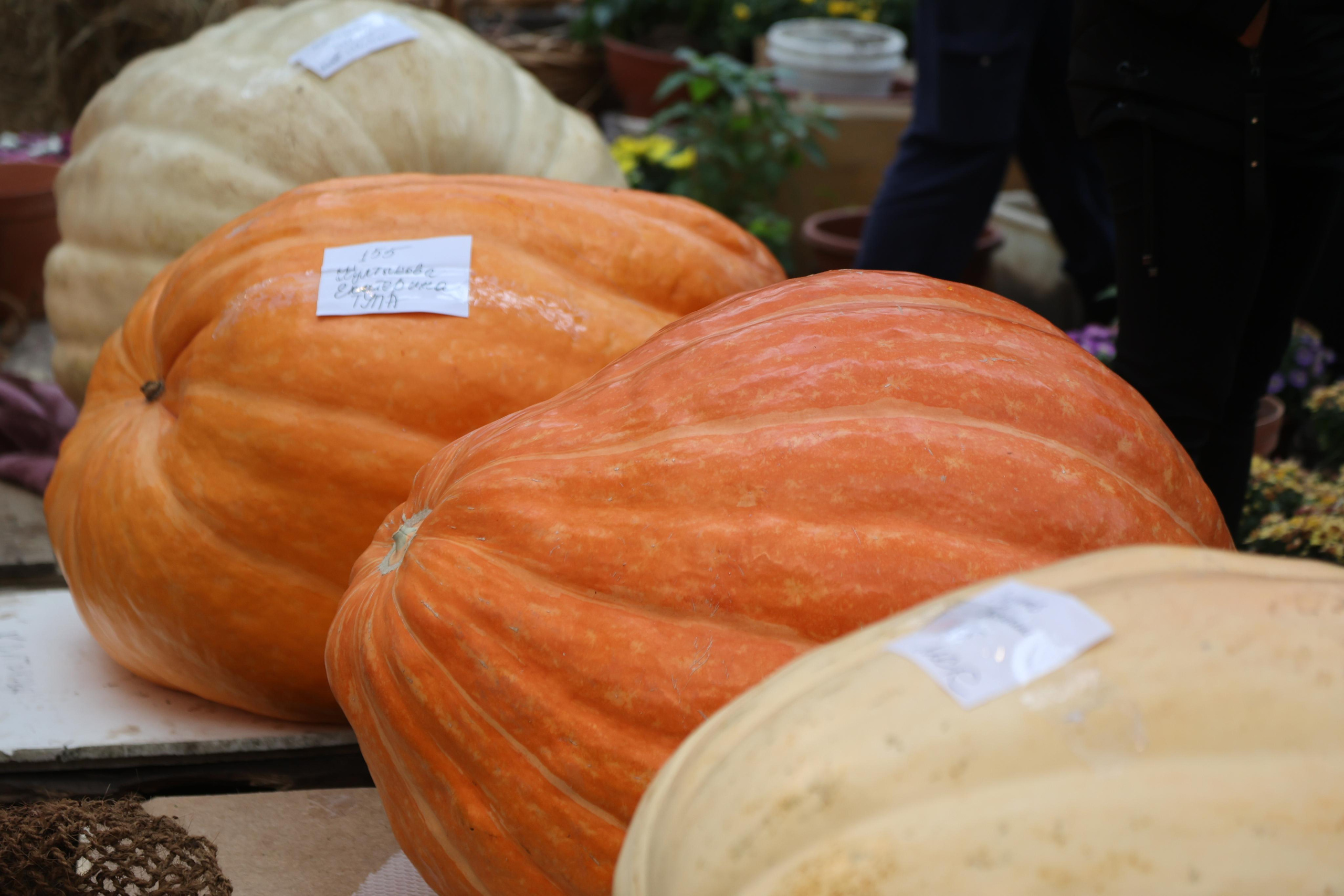 Гигантские тыквы в Ботаническом саду МГУ "Аптекарский огород". Maria Poleshchuk, commercial photographer in Sydney