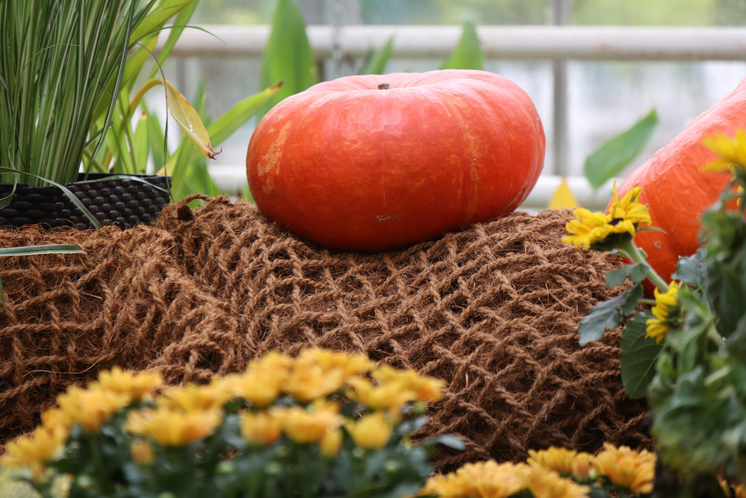 Гигантские тыквы в Ботаническом саду МГУ "Аптекарский огород". Maria Poleshchuk, commercial photographer in Sydney