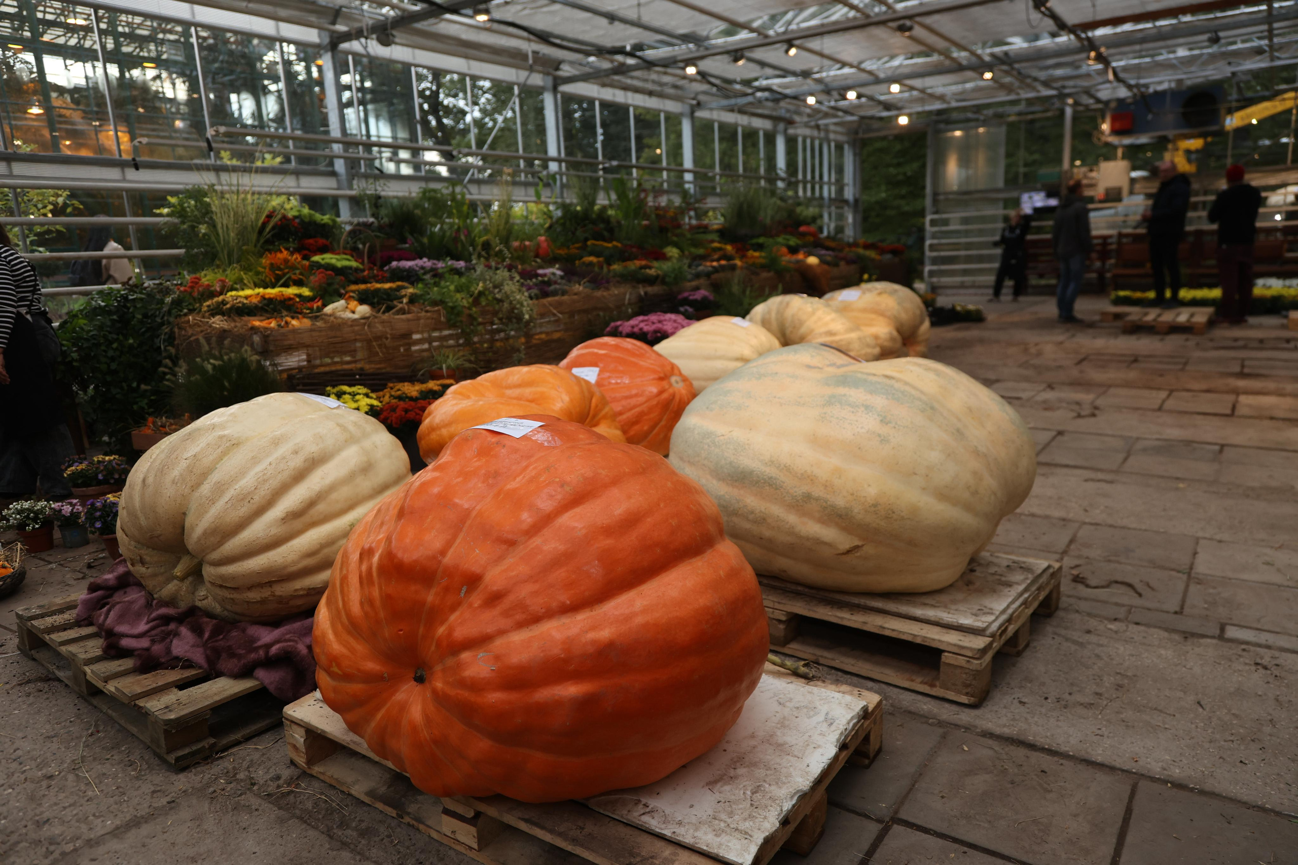 Гигантские тыквы в Ботаническом саду МГУ "Аптекарский огород". Maria Poleshchuk, commercial photographer in Sydney