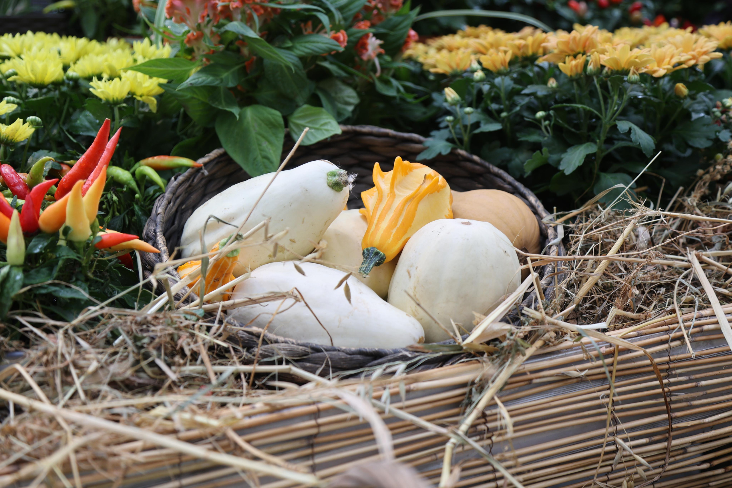 Гигантские тыквы в Ботаническом саду МГУ "Аптекарский огород". Maria Poleshchuk, commercial photographer in Sydney