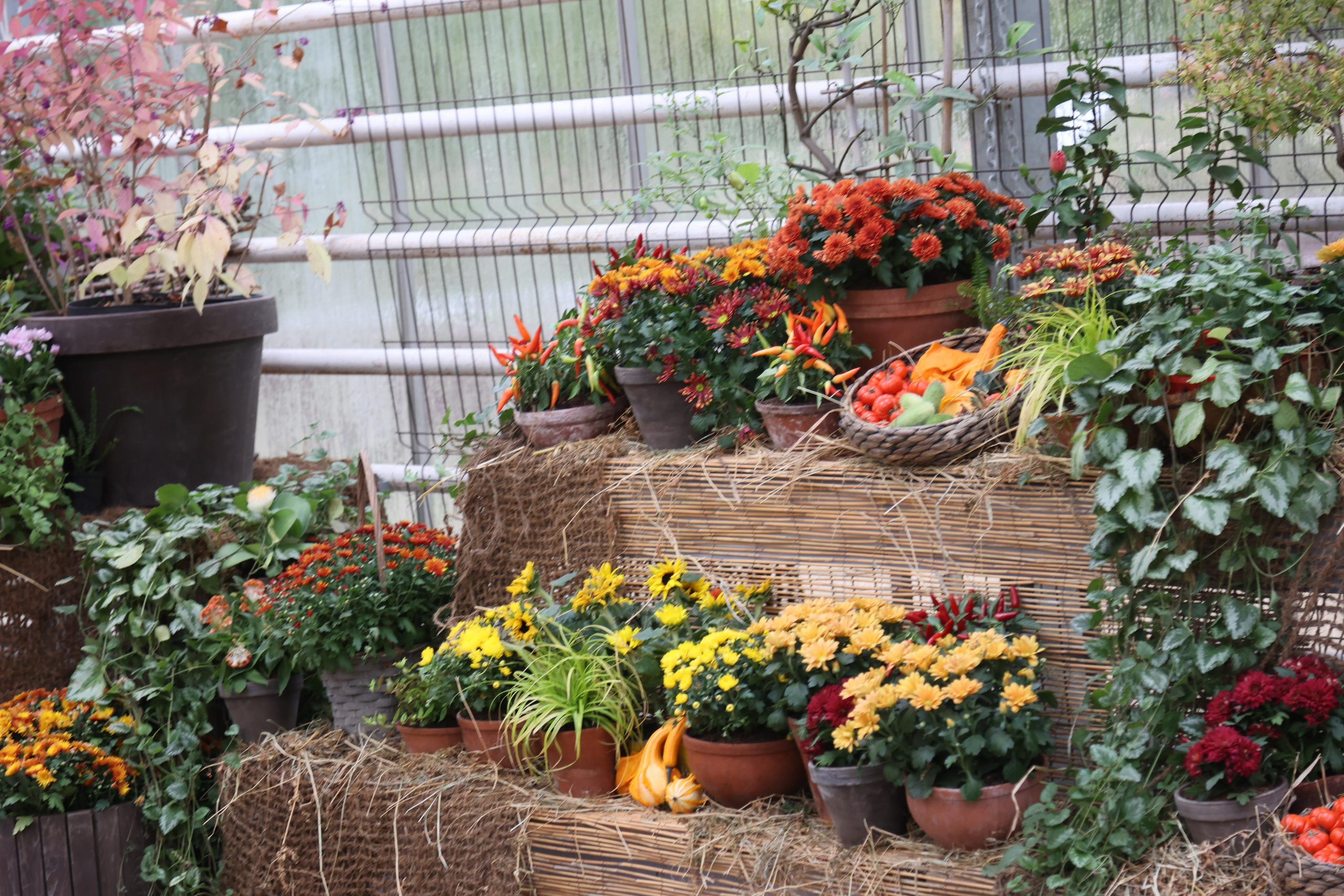 Гигантские тыквы в Ботаническом саду МГУ "Аптекарский огород". Maria Poleshchuk, commercial photographer in Sydney