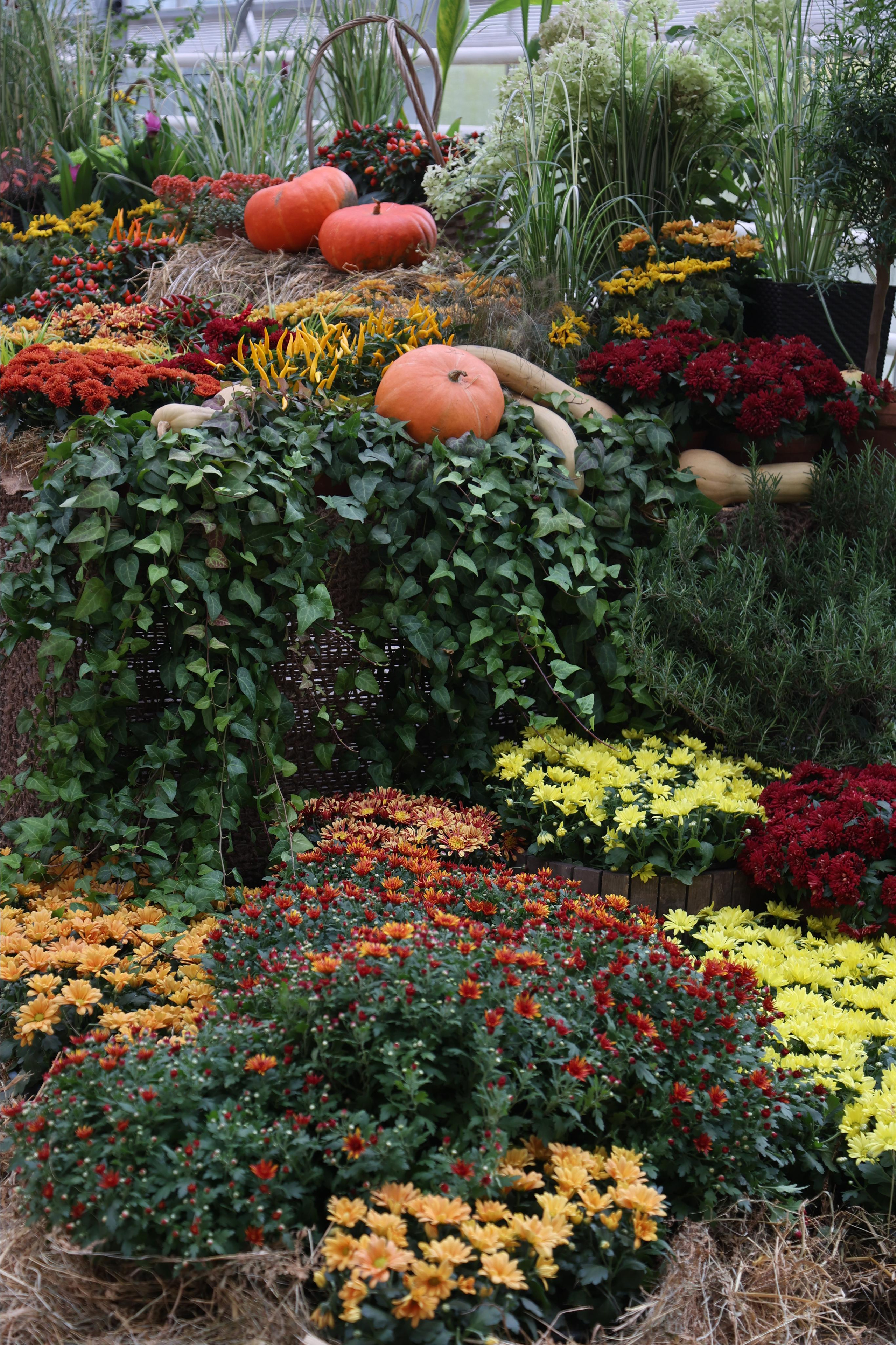 Гигантские тыквы в Ботаническом саду МГУ "Аптекарский огород". Maria Poleshchuk, commercial photographer in Sydney