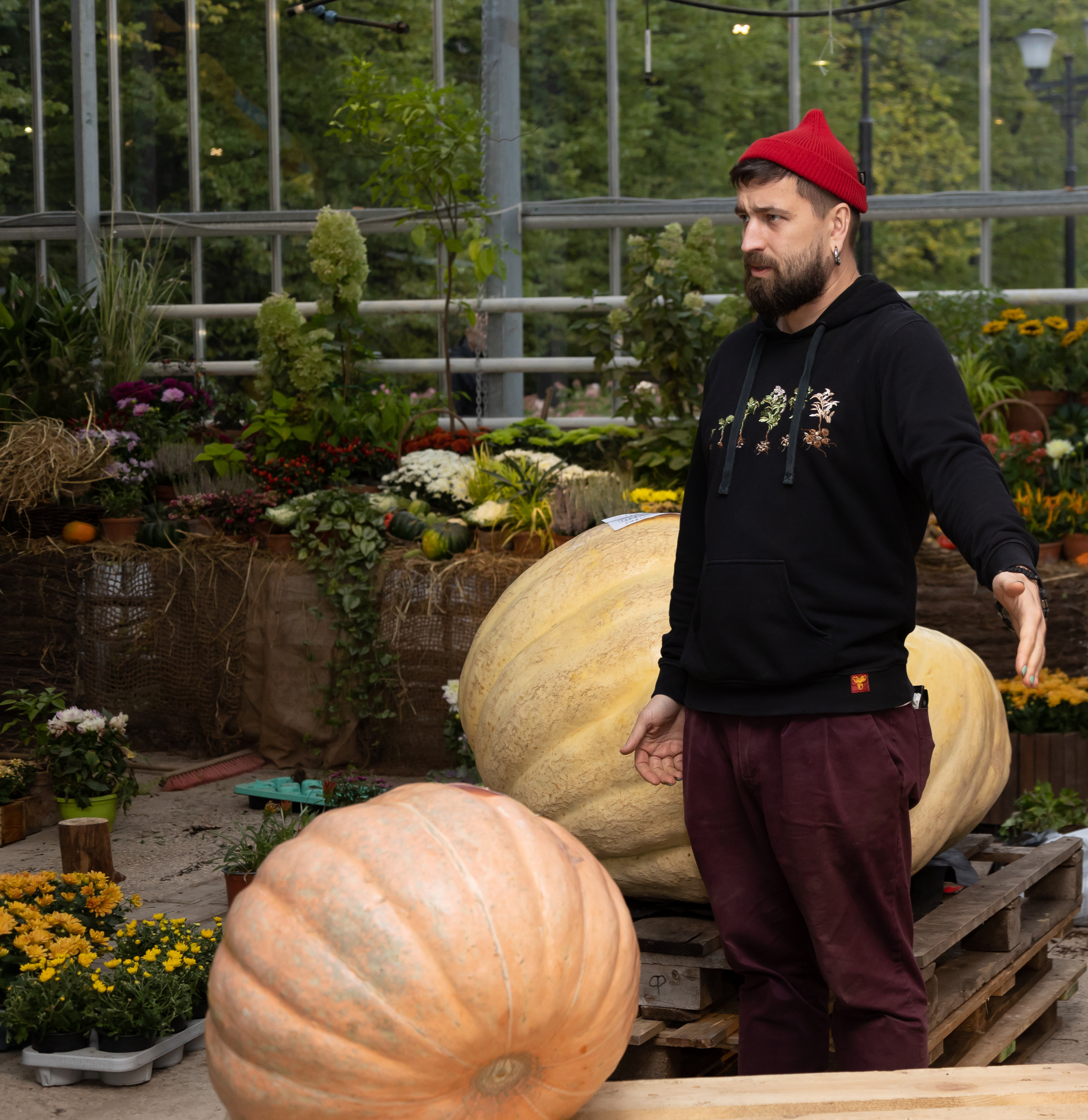 Гигантские тыквы в Ботаническом саду МГУ "Аптекарский огород". Maria Poleshchuk, commercial photographer in Sydney