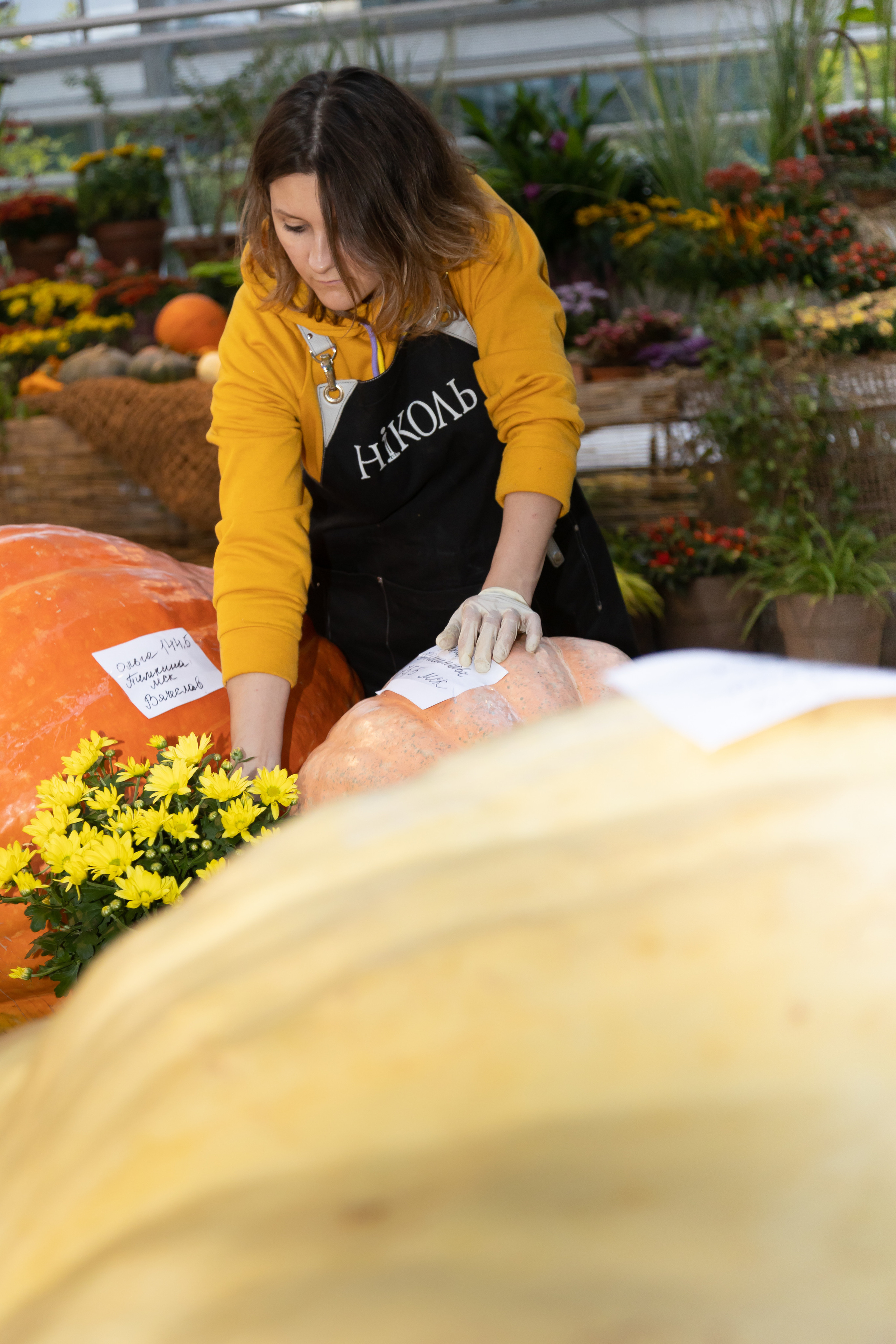 Гигантские тыквы в Ботаническом саду МГУ "Аптекарский огород". Maria Poleshchuk, commercial photographer in Sydney