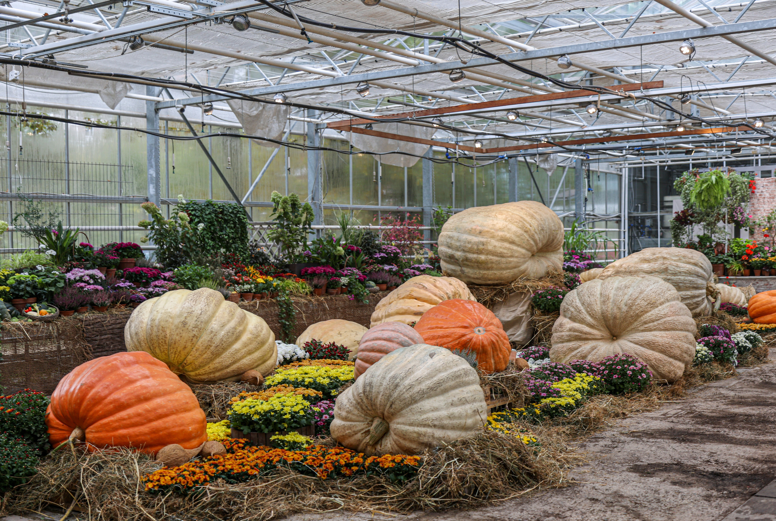 Гигантские тыквы в Ботаническом саду МГУ "Аптекарский огород". Maria Poleshchuk, commercial photographer in Sydney