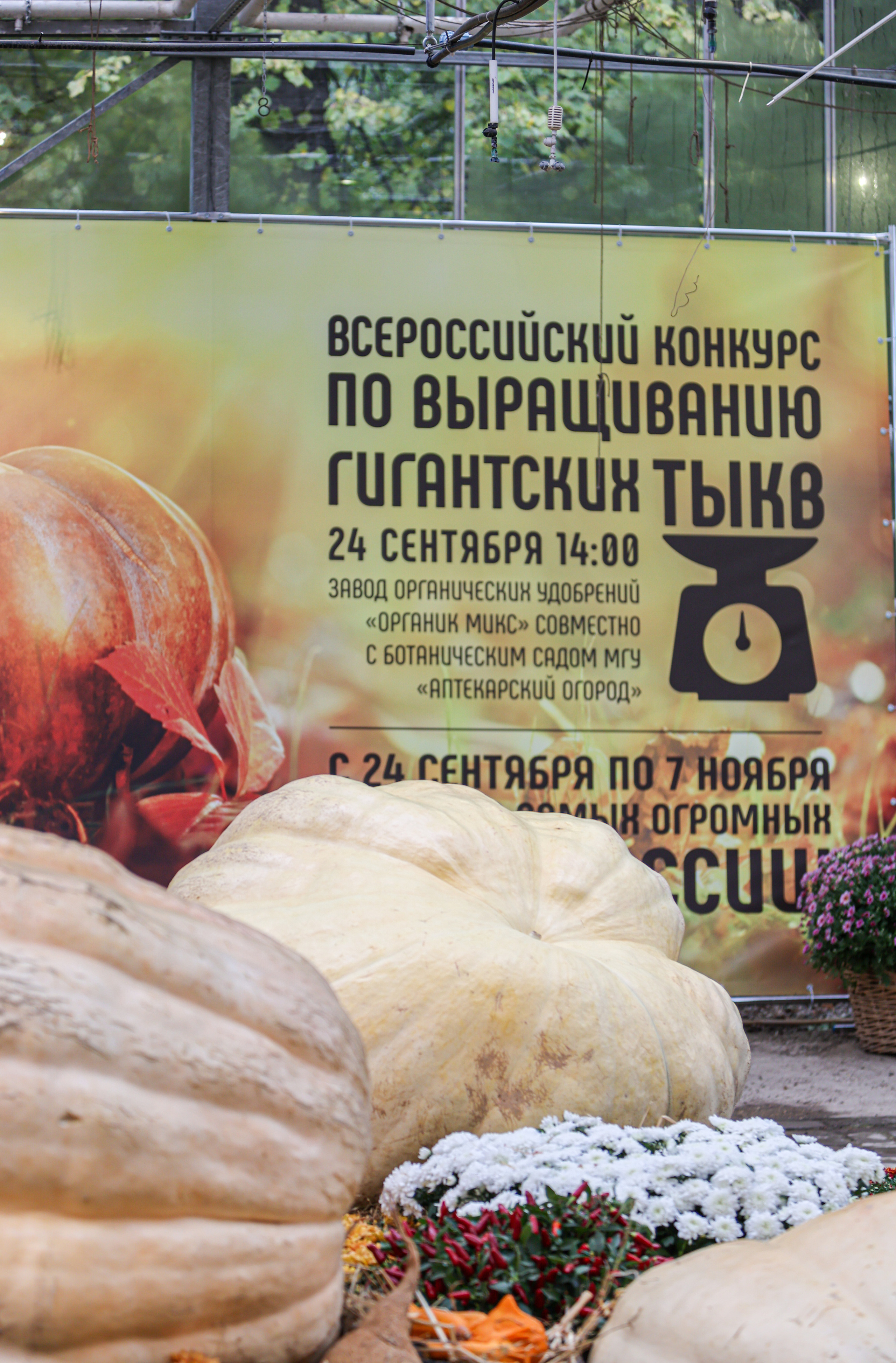 Гигантские тыквы в Ботаническом саду МГУ "Аптекарский огород". Maria Poleshchuk, commercial photographer in Sydney