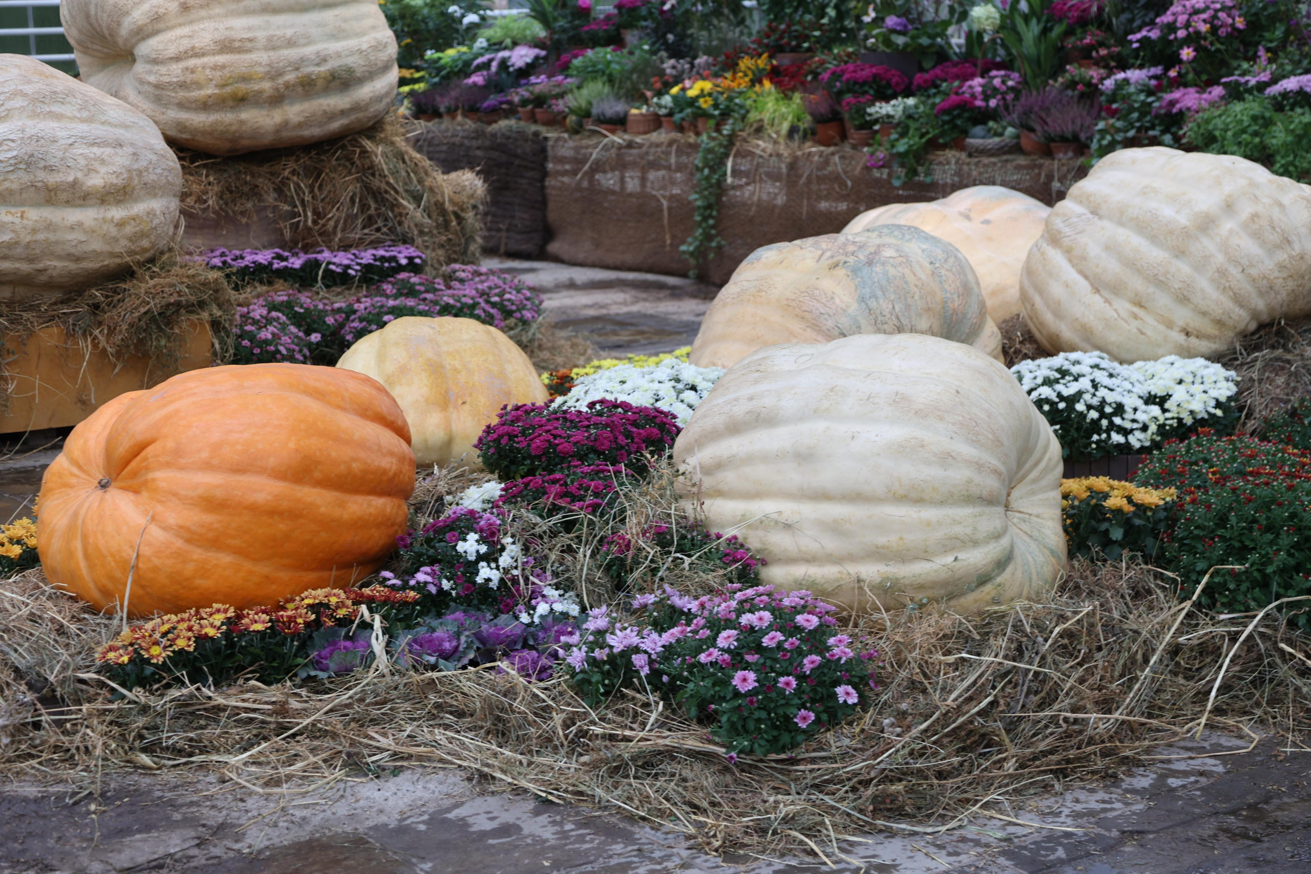 Гигантские тыквы в Ботаническом саду МГУ "Аптекарский огород". Maria Poleshchuk, commercial photographer in Sydney