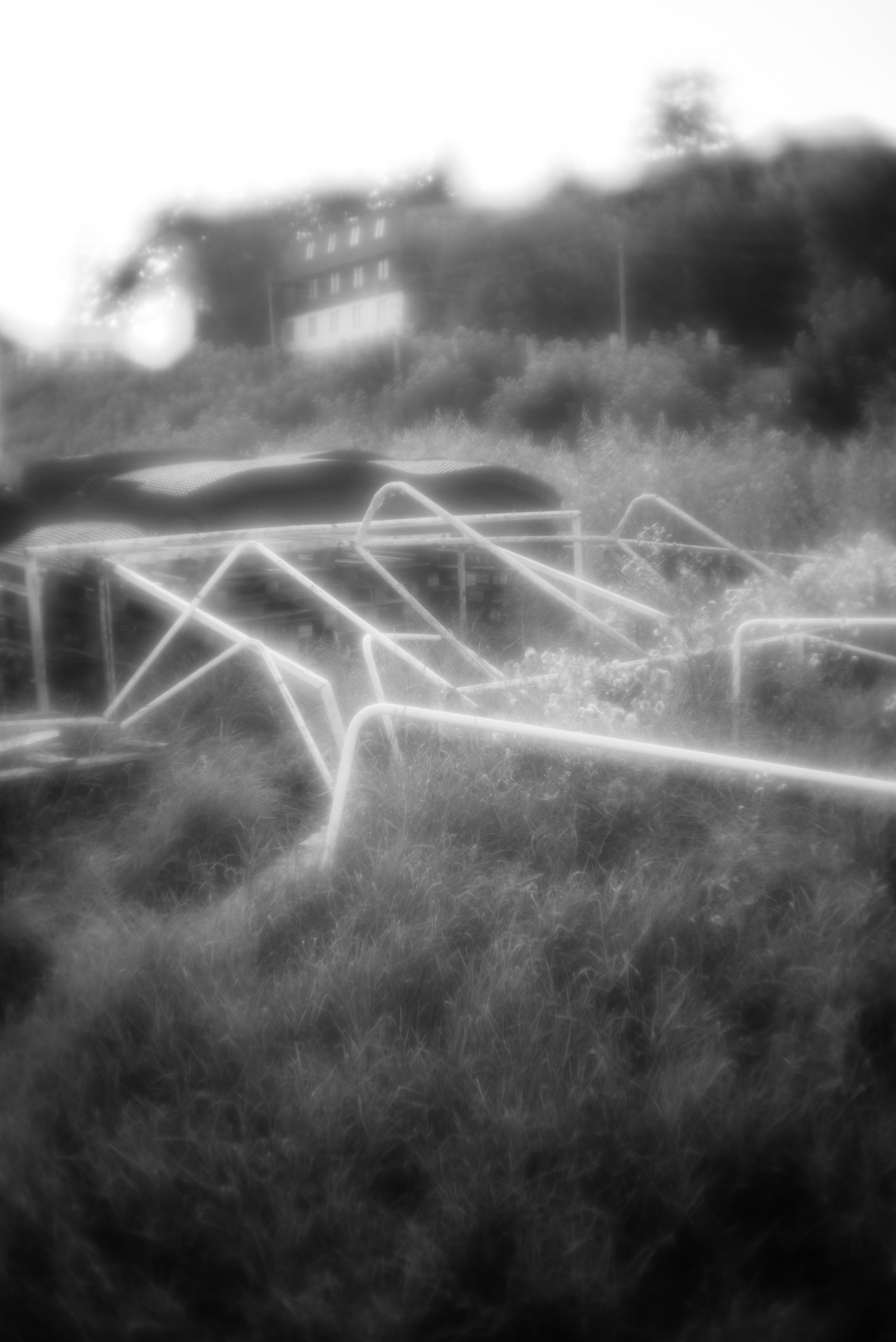 «Трава забвения»/ «The herb of oblivion» (2024-in progress). Morskyakanulavmorya