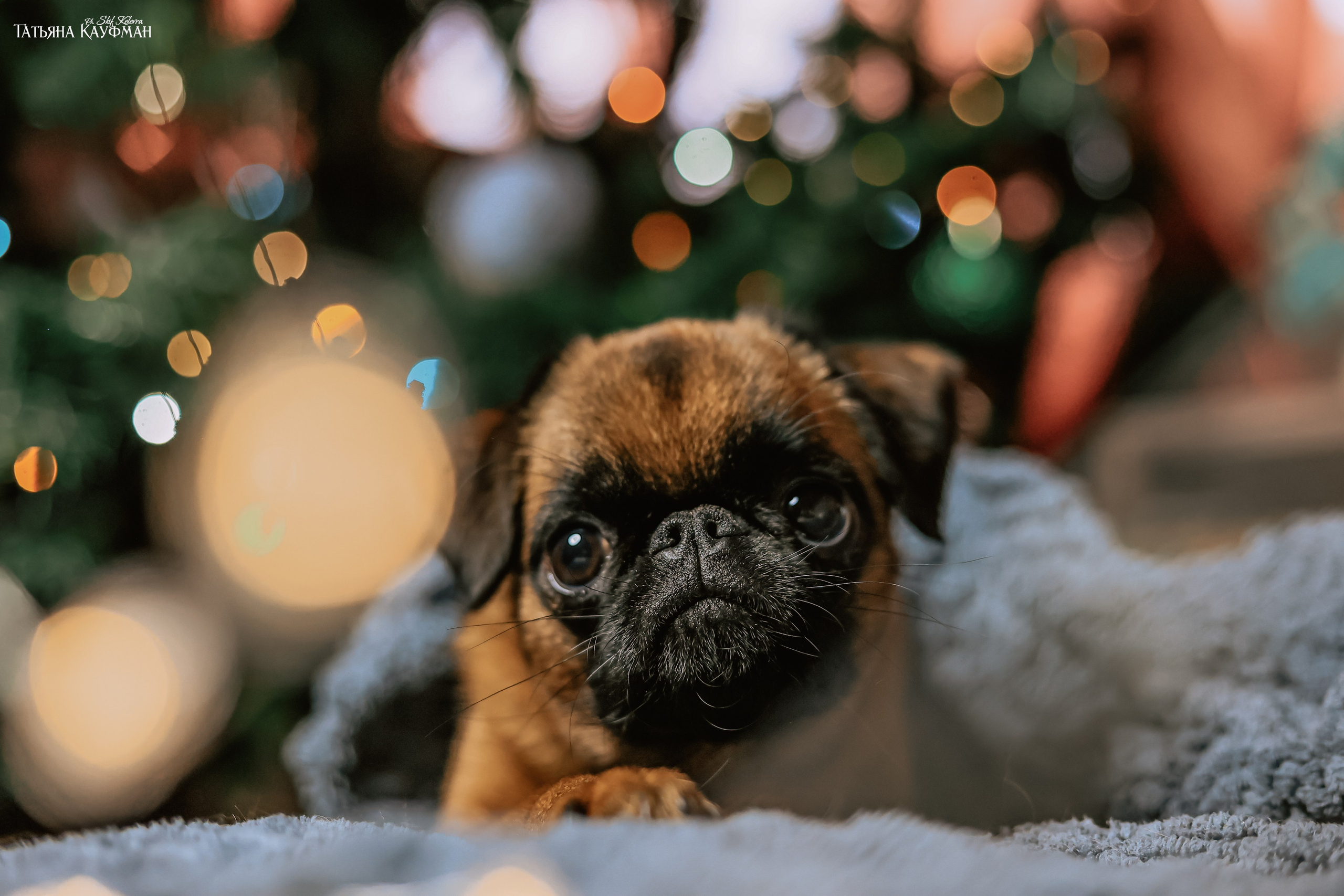 Малый брабансон, фотография брабансон, красивая собака, фотограф анималист, фотокурс Анималистика, научиться фотографировать собак, фотограф Новосибирск