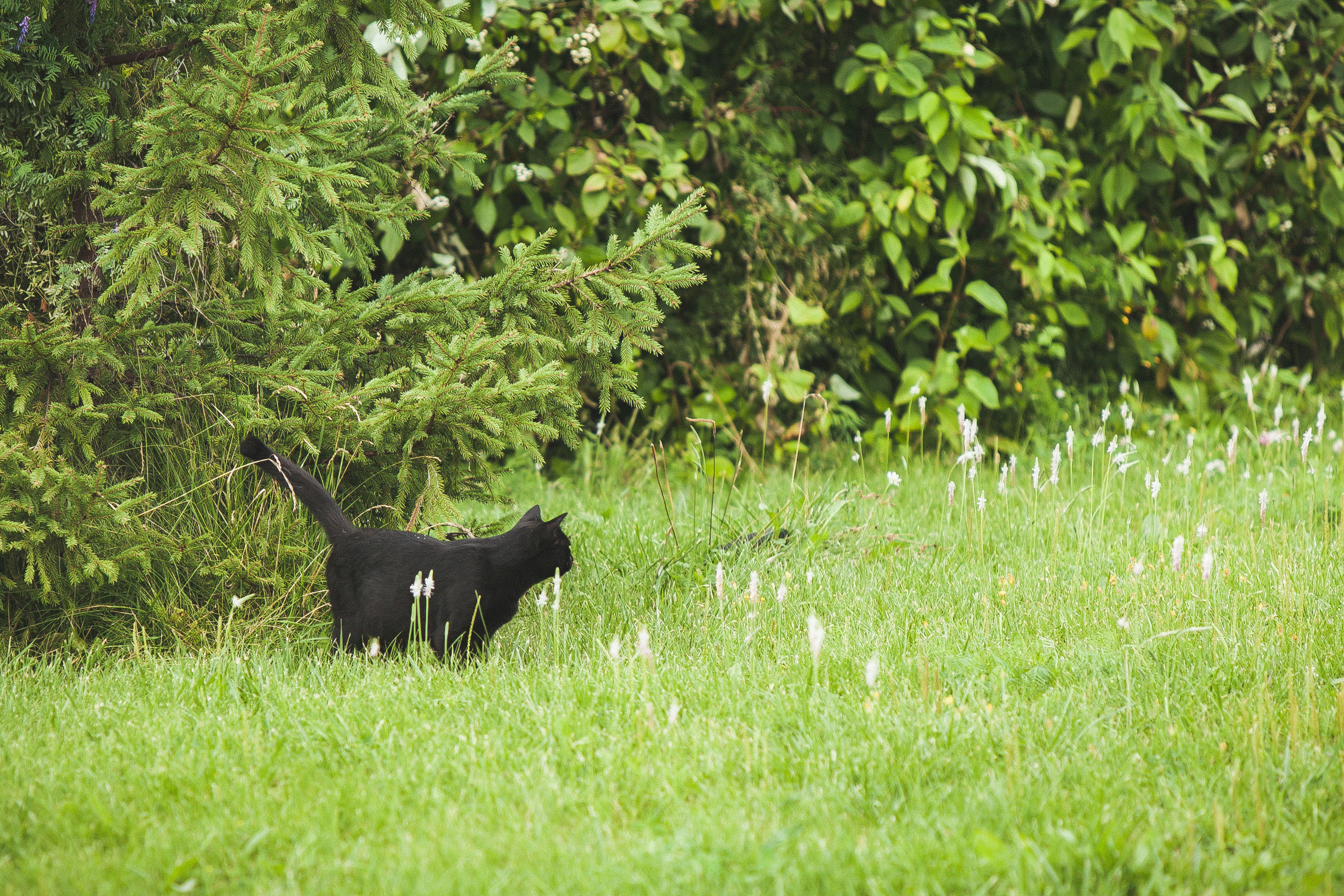 Роберт и Милия. Свадебный, семейный и школьный фотограф в Сызрани Максим Баталов