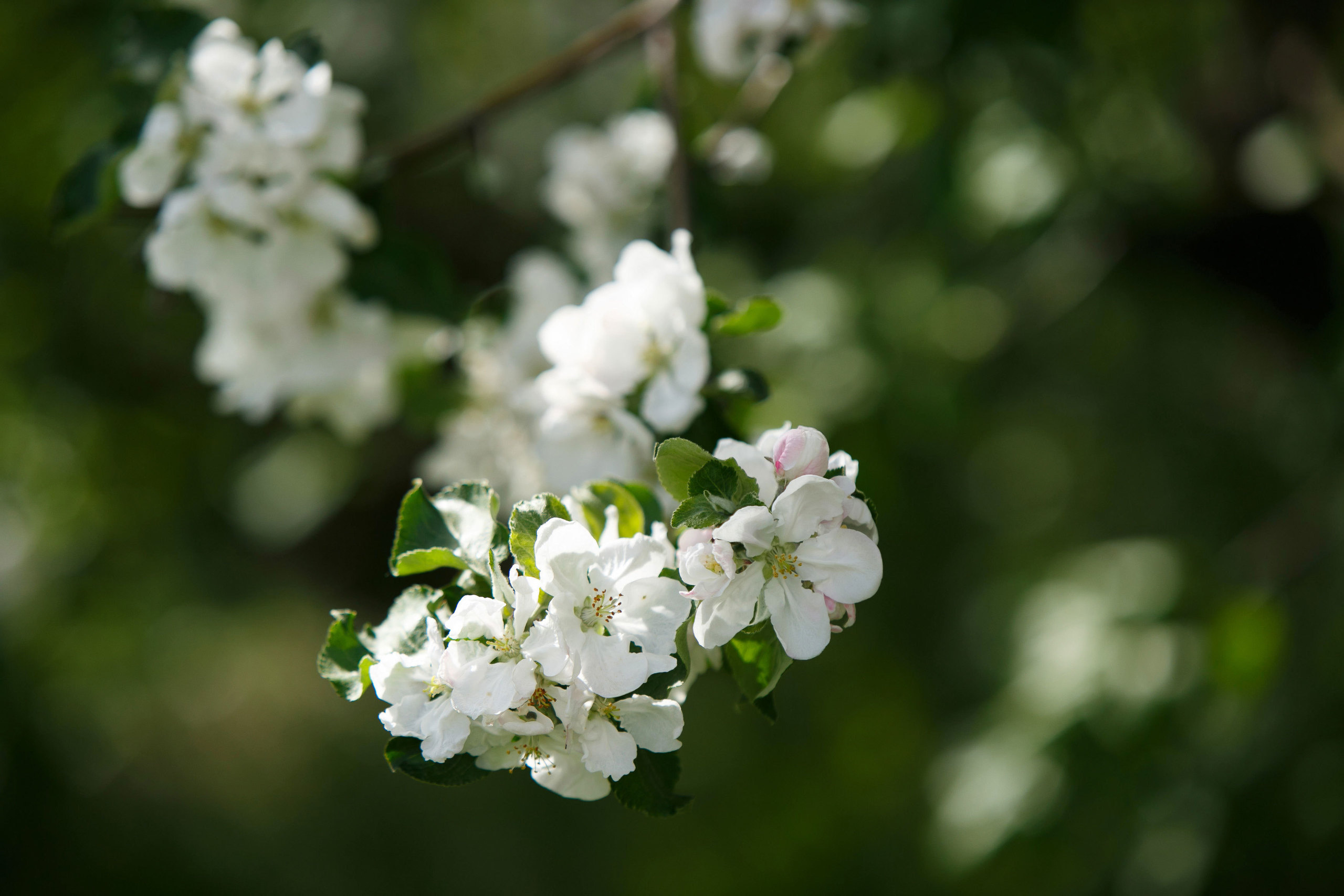 Индивидуальные фотосессии выпускников в Сызрани. Свадебный, семейный и школьный фотограф в Сызрани Максим Баталов