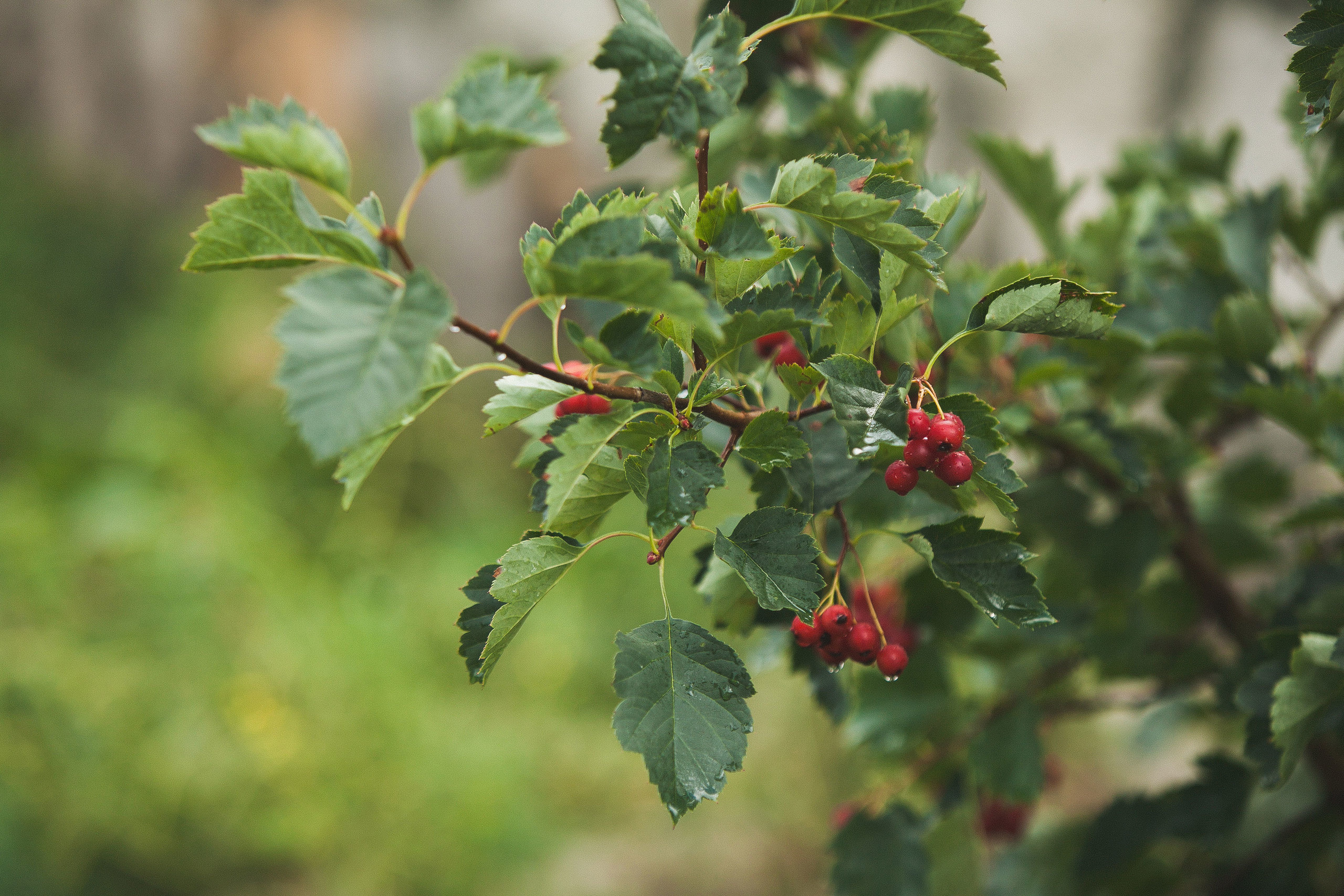 Роберт и Милия. Свадебный, семейный и школьный фотограф в Сызрани Максим Баталов