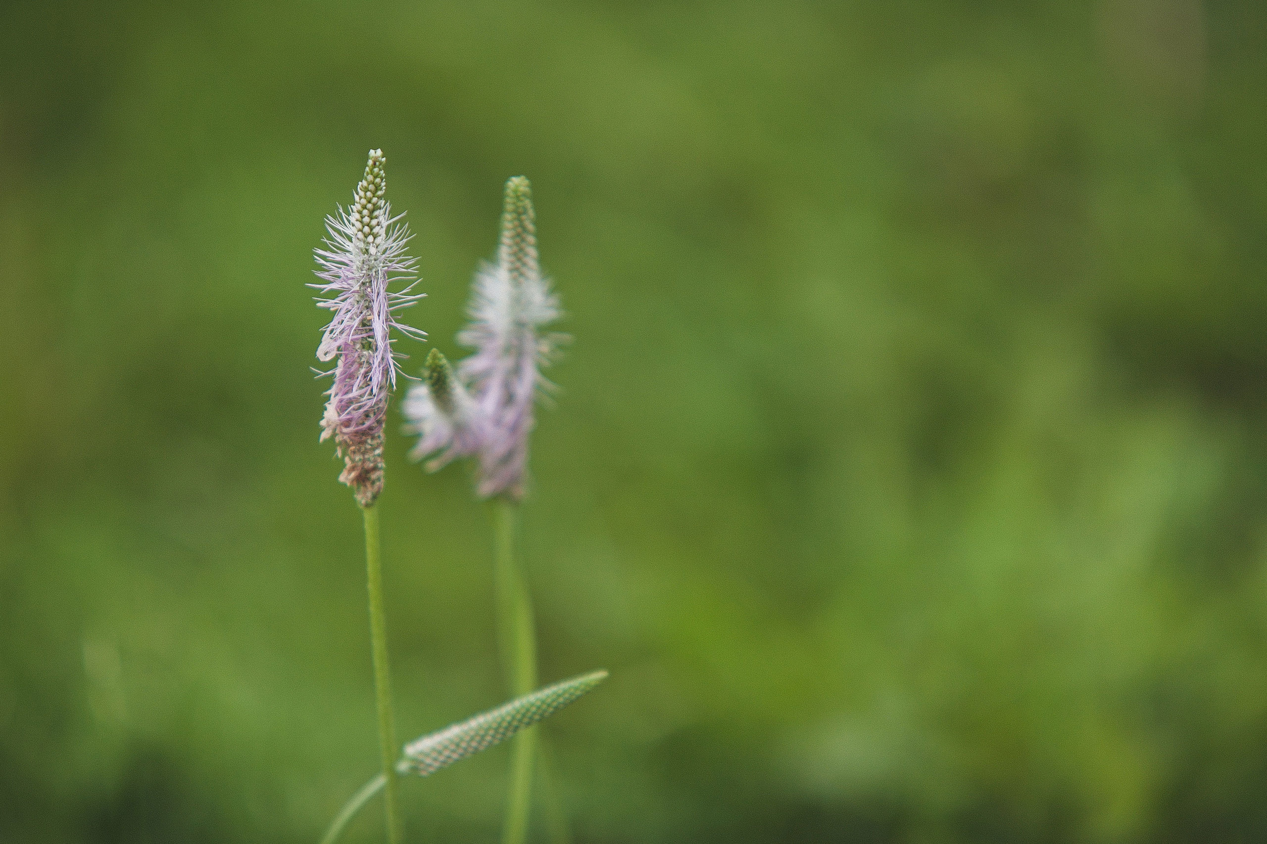 Роберт и Милия. Свадебный, семейный и школьный фотограф в Сызрани Максим Баталов