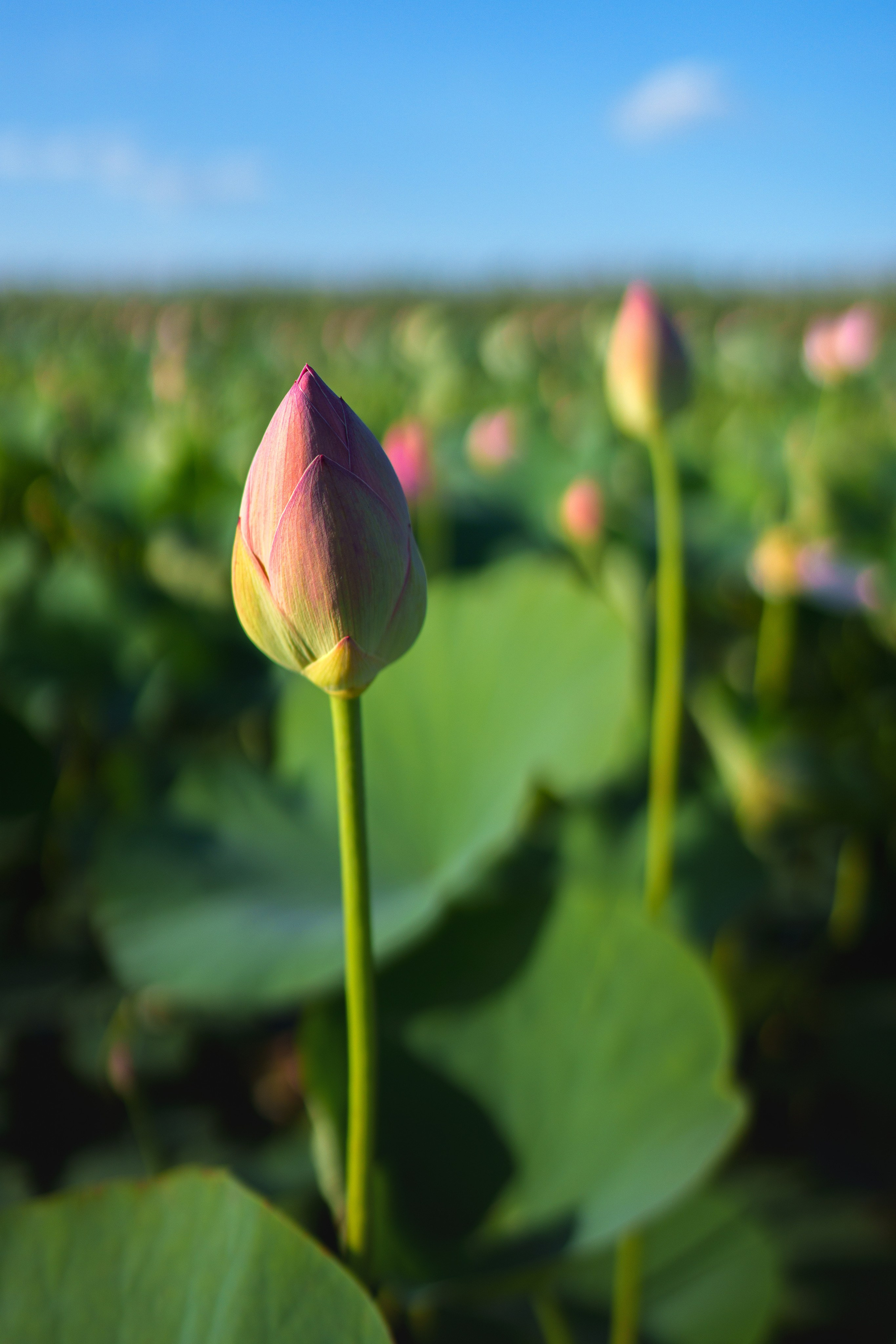 Барханы и лотосы. Июль–Август