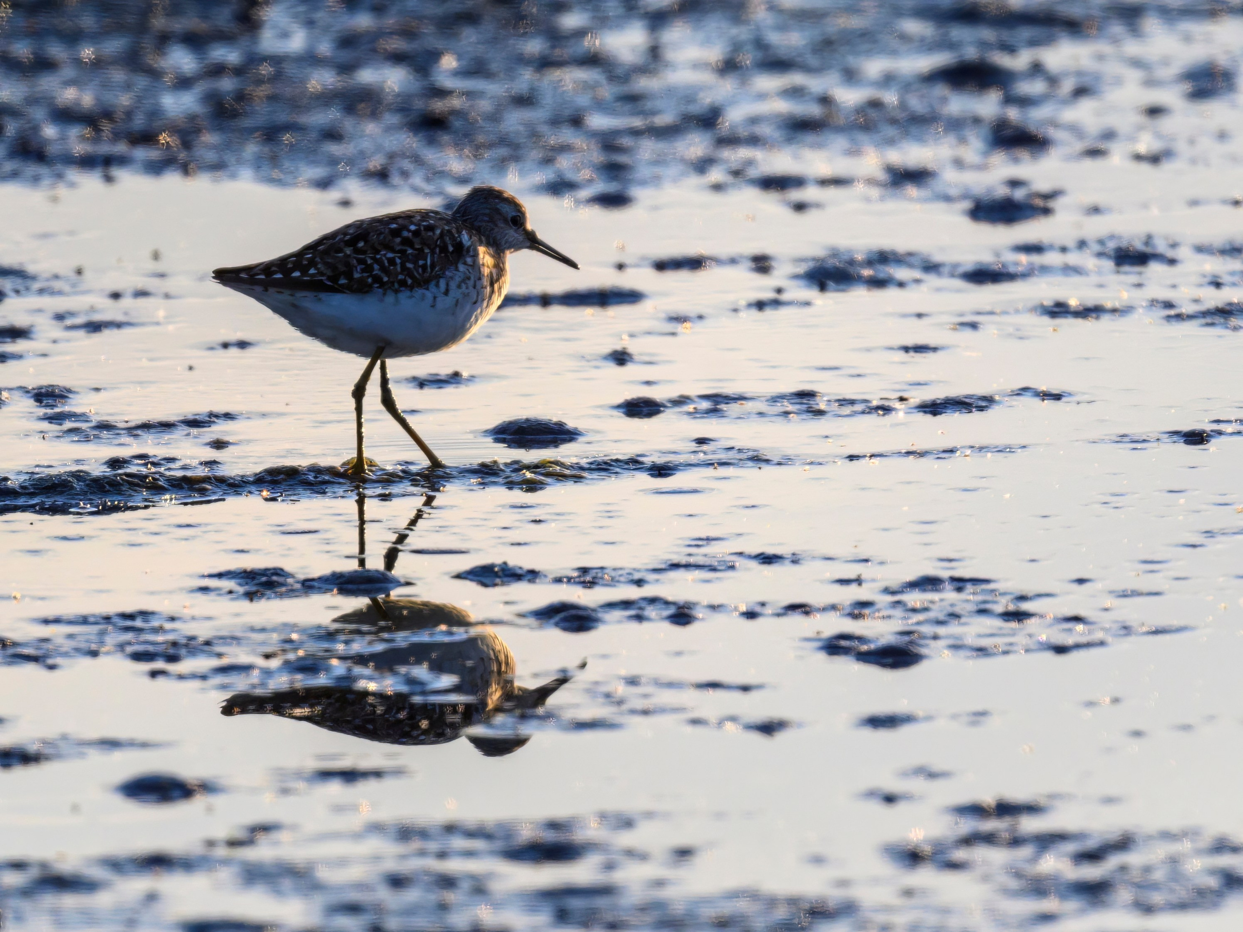 Охота сов и схватка с лунем. Фотограф Сергей Пупонин