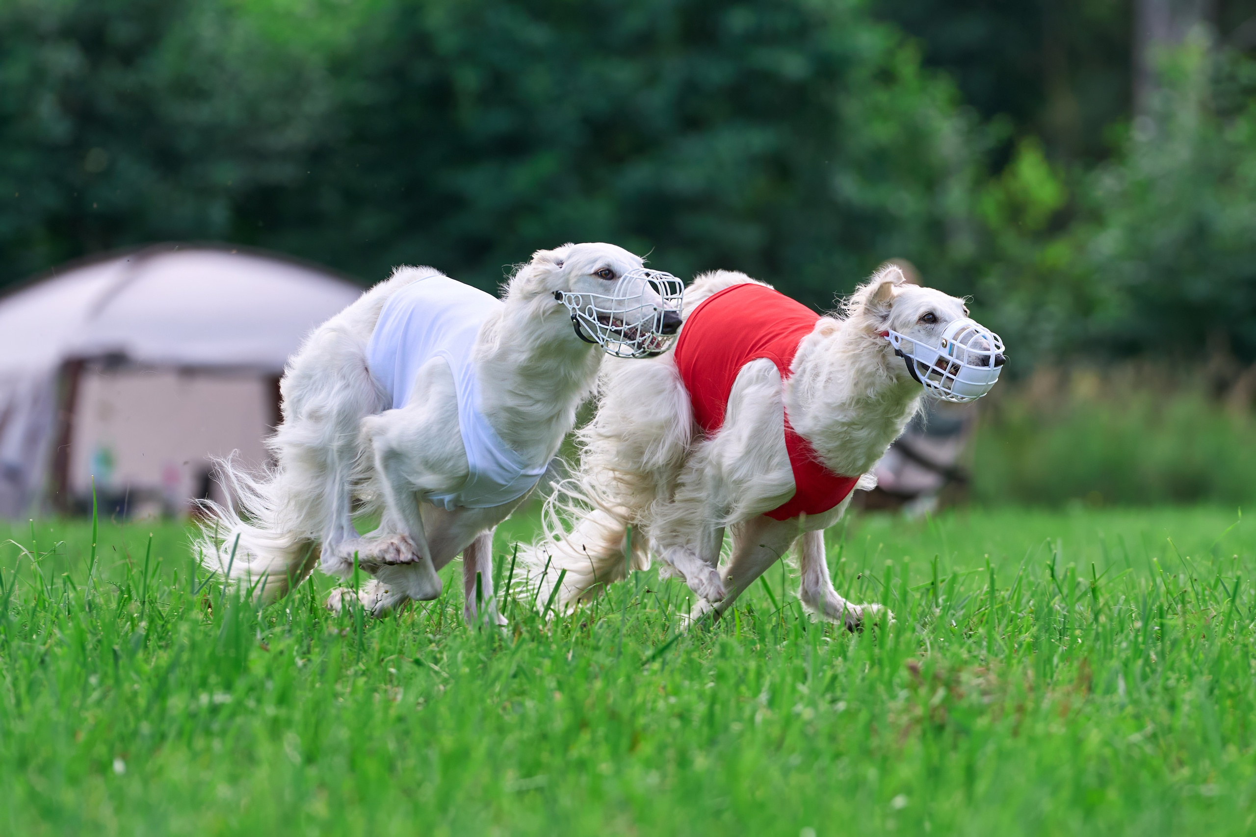 Тренировка в Донино. Фотограф-анималист Михаил Манухин