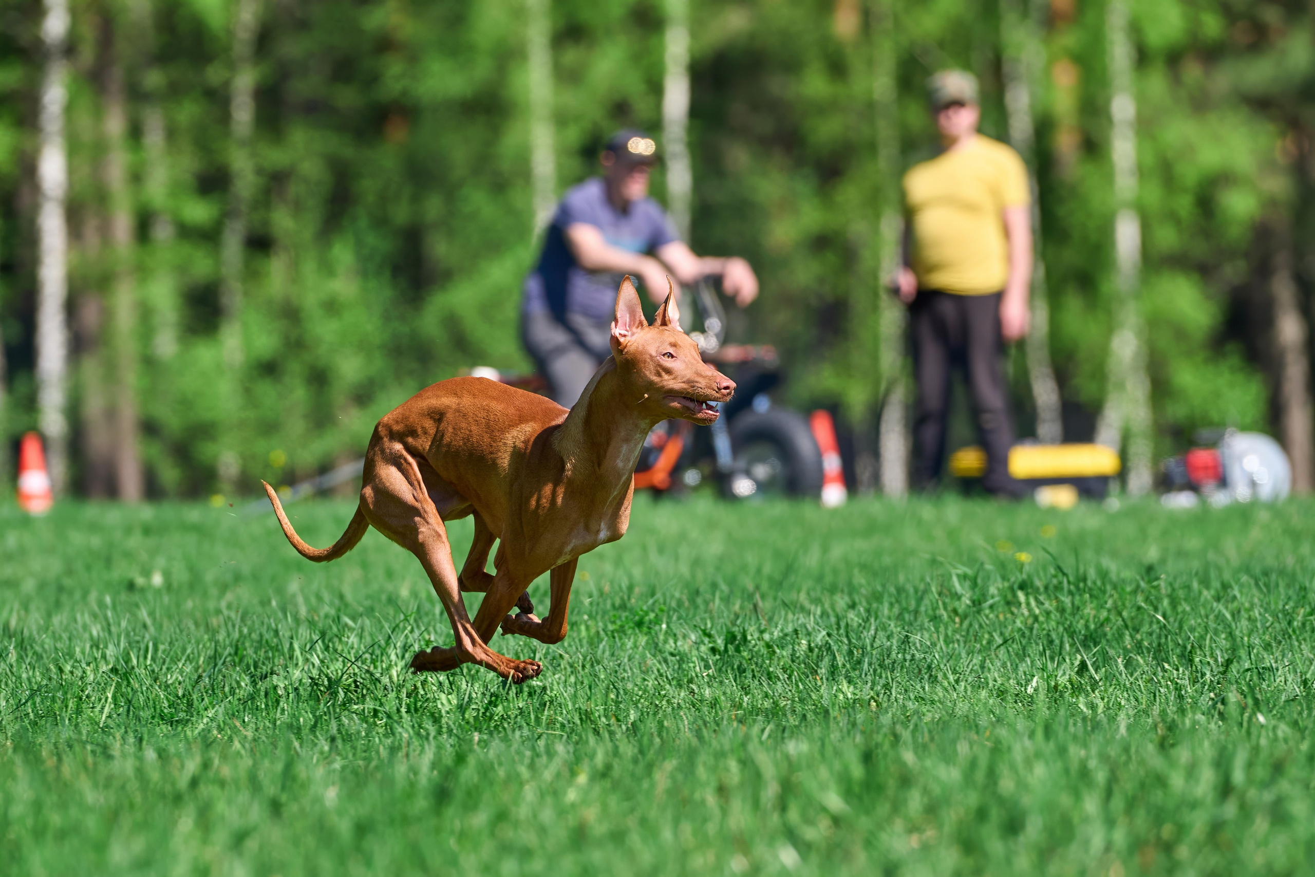 Тренировка по курсингу Донино. Фотограф-анималист Михаил Манухин