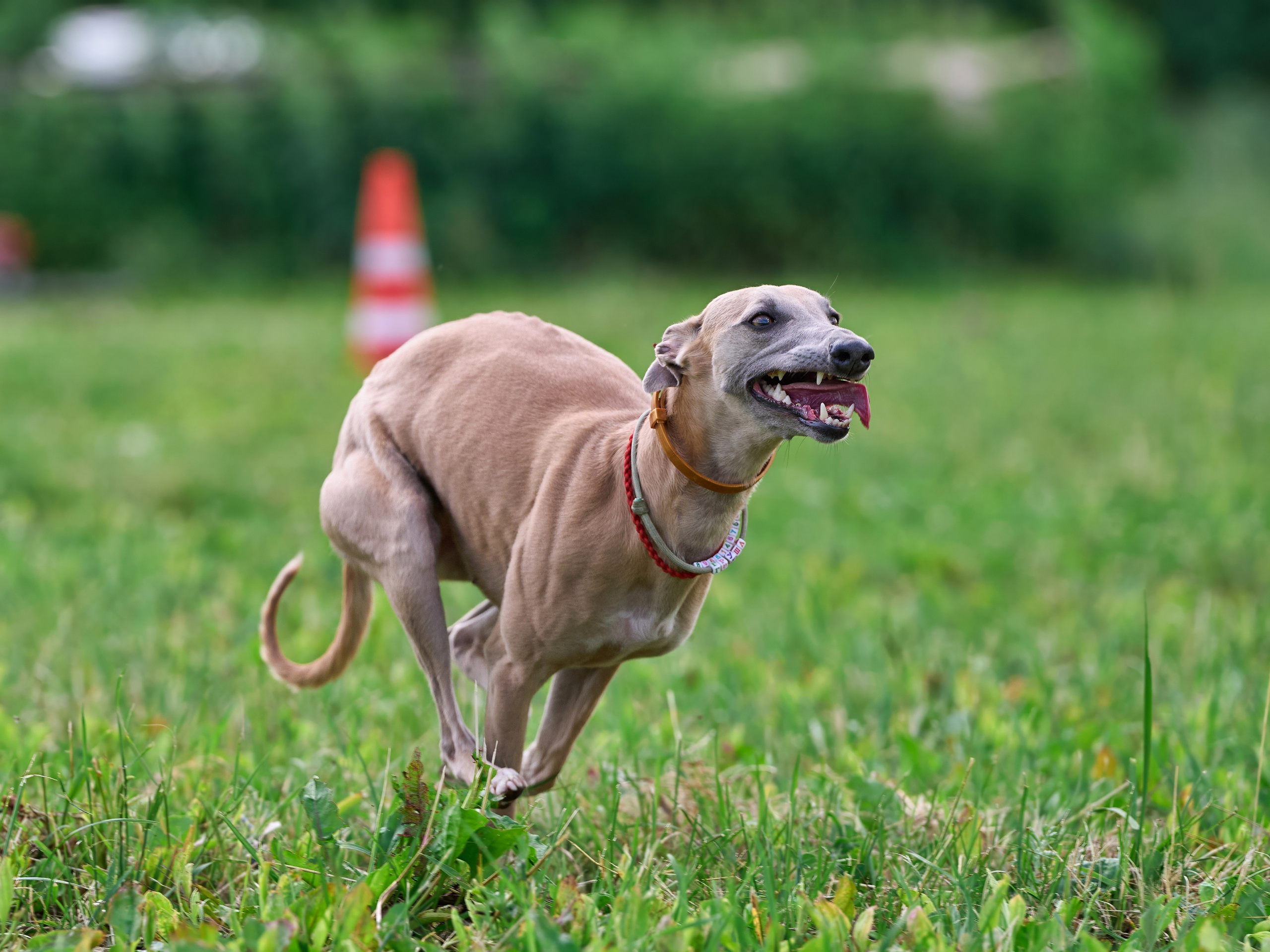 Тренировка по курсингу в Донино. Фотограф-анималист Михаил Манухин