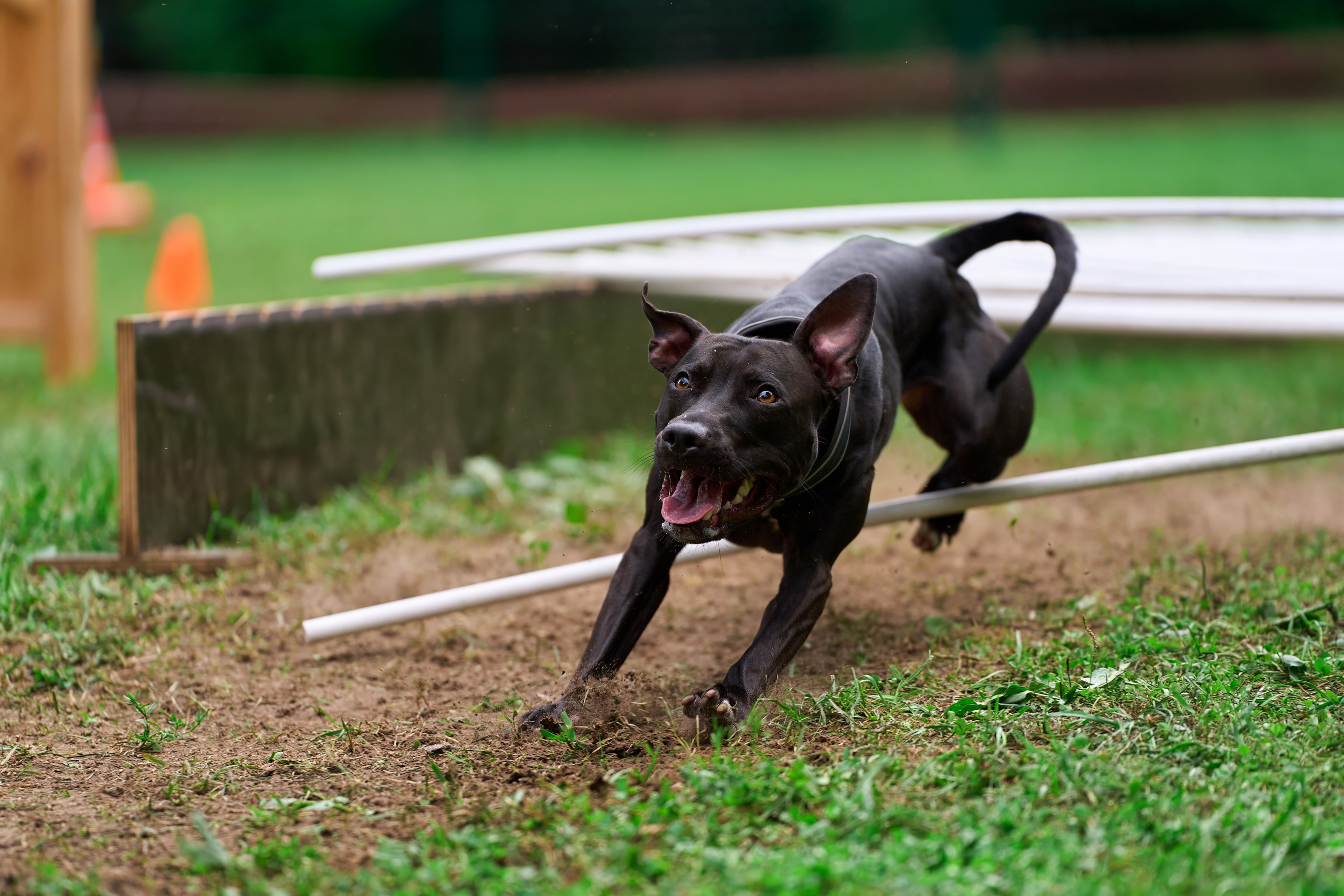 Jump'n'Gym JUMP! — 2024. Фотограф-анималист Михаил Манухин