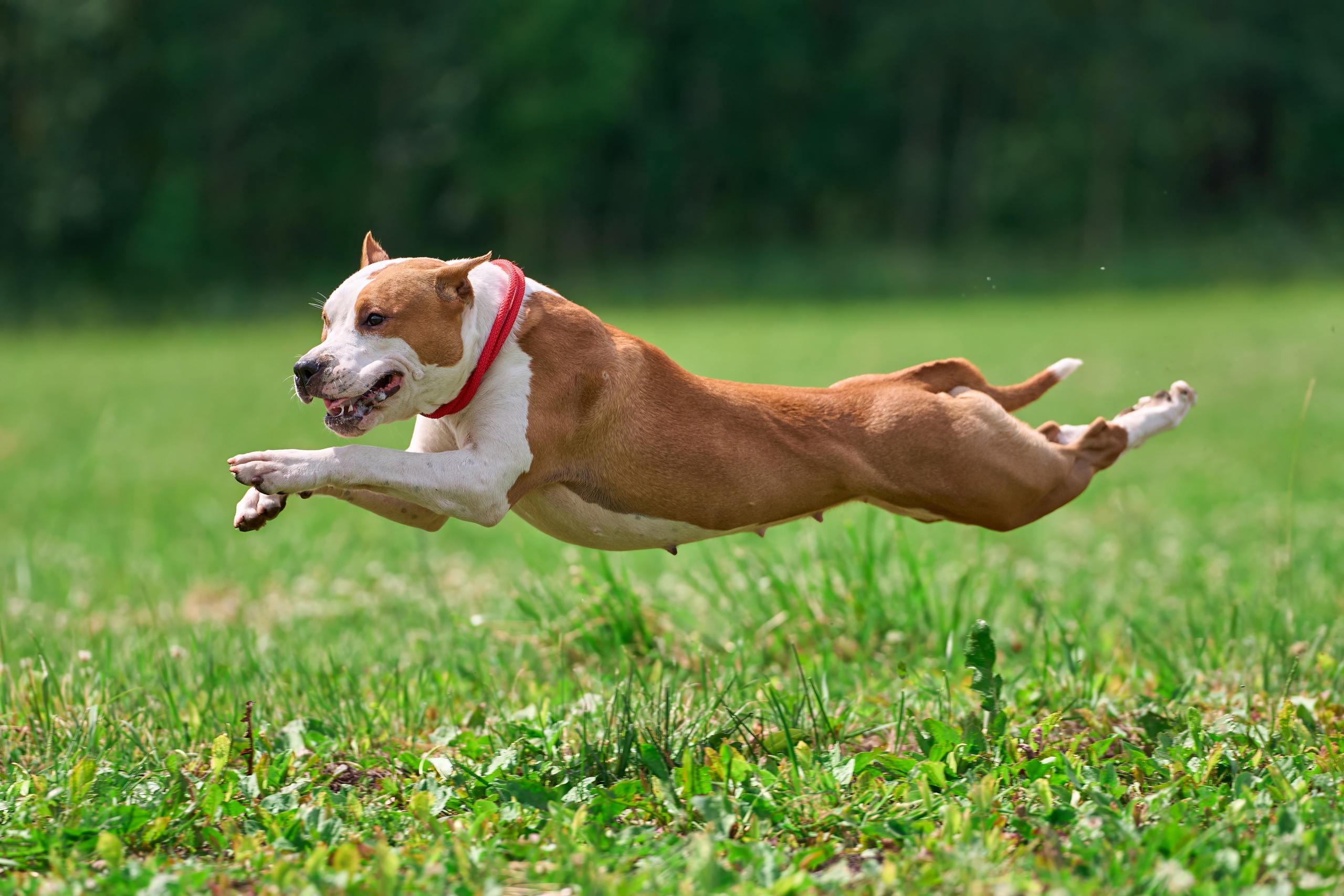Тренировка по курсингу в Донино. Фотограф-анималист Михаил Манухин