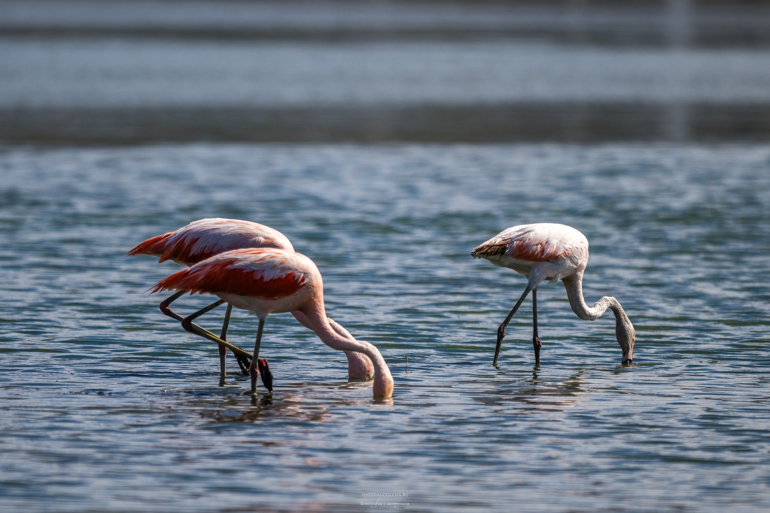 Ледник Перито-Морено, Лагуна Нимез и озеро Архентино. Авторские стильные фотокартины