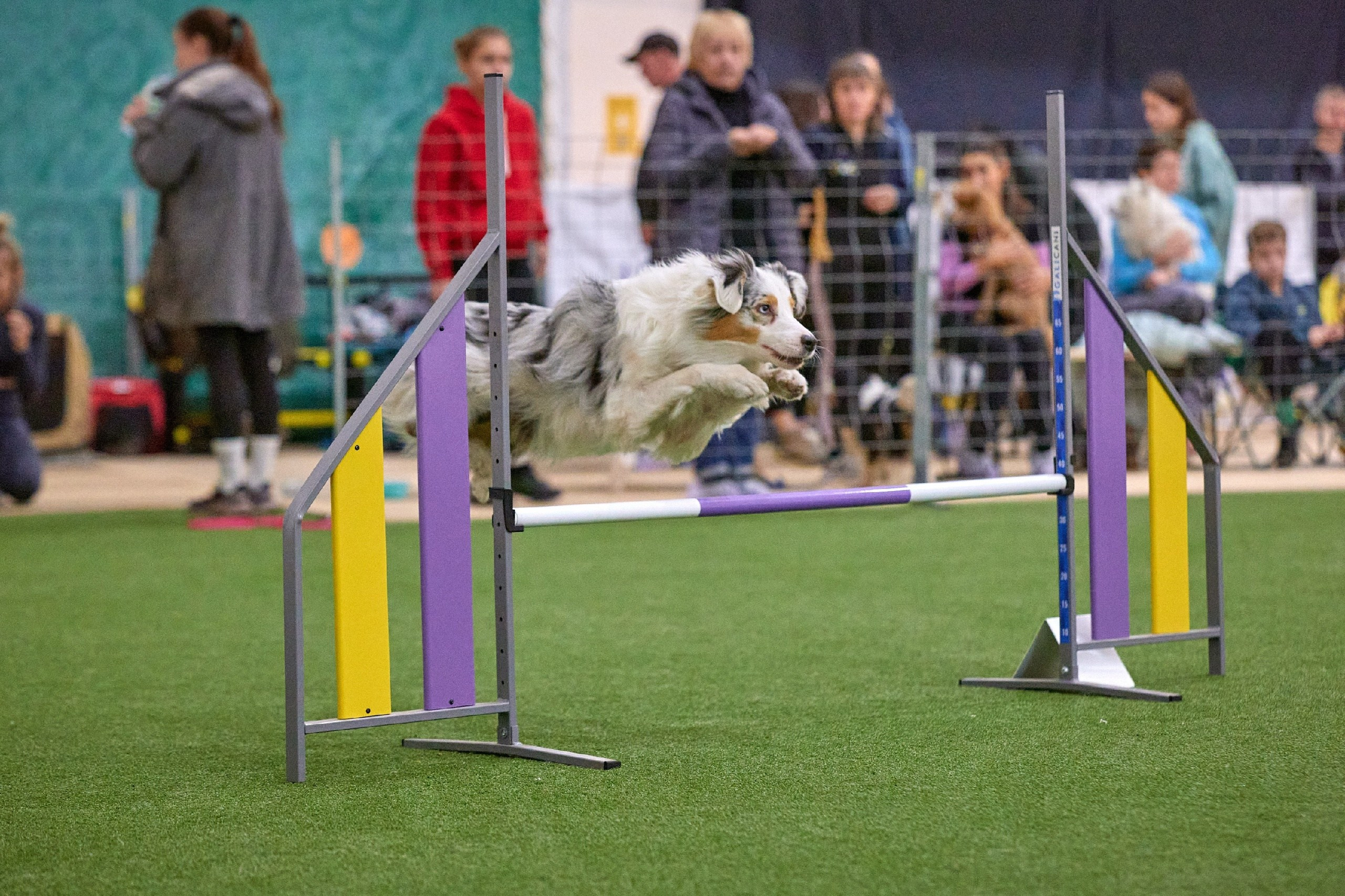 Кайса. BLGKV питомник собак