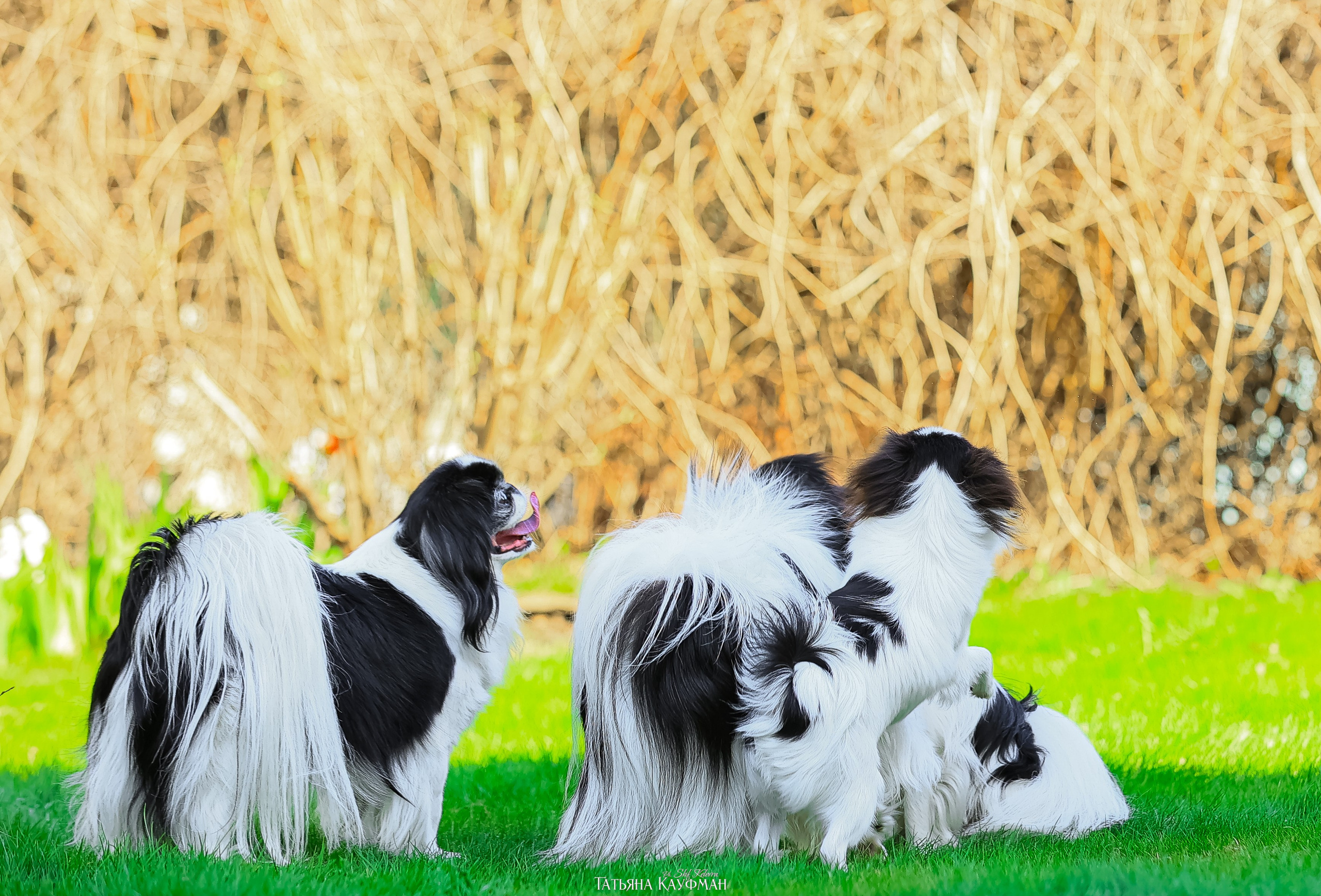 Японский хин, фотография японский хин, собака в цветах, красивая собака, фотограф анималист, фотокурс Анималистика, научиться фотографировать собак, фотограф Новосибирск