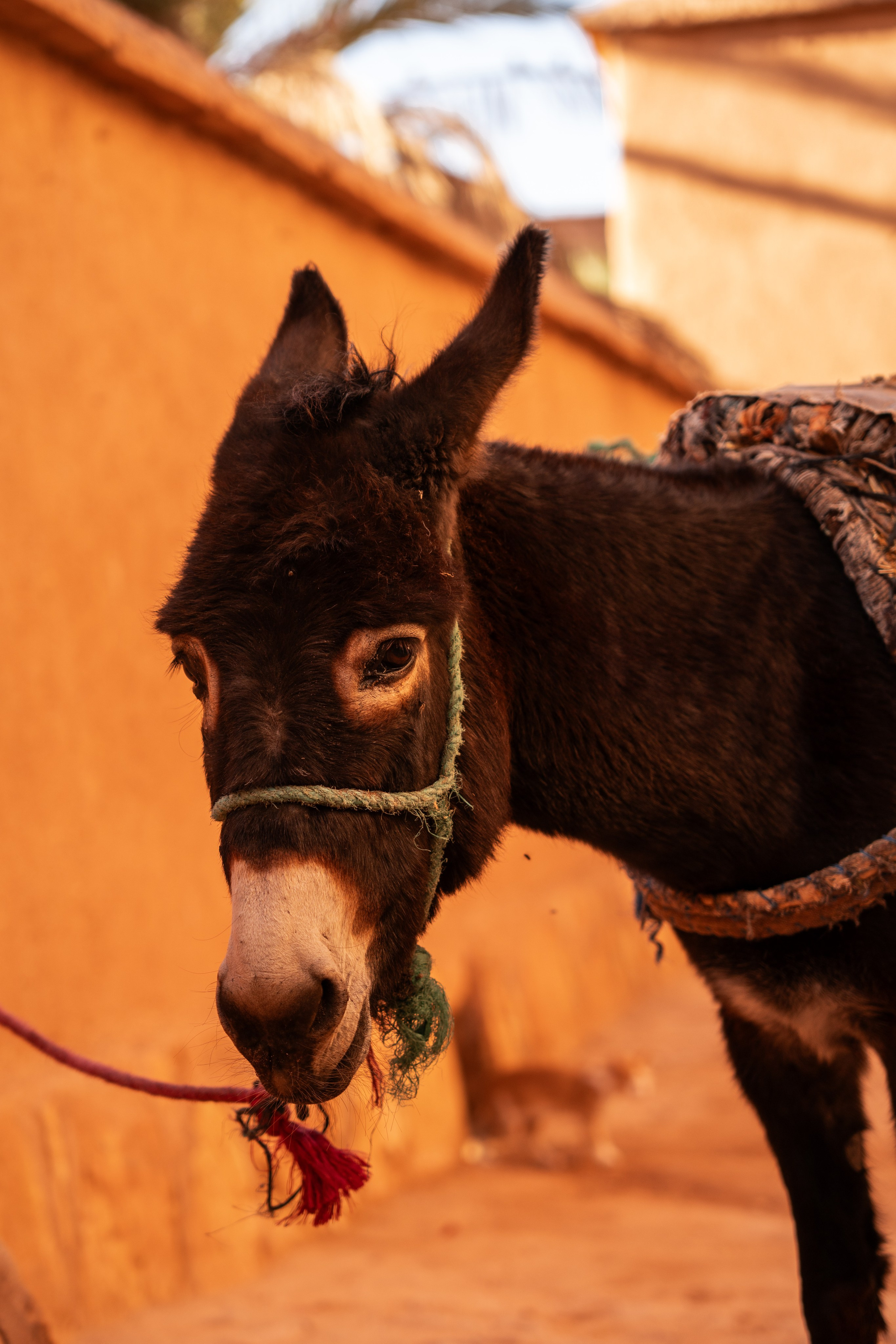 Марокко. Илья Варин — Фотограф Москва, Тверь