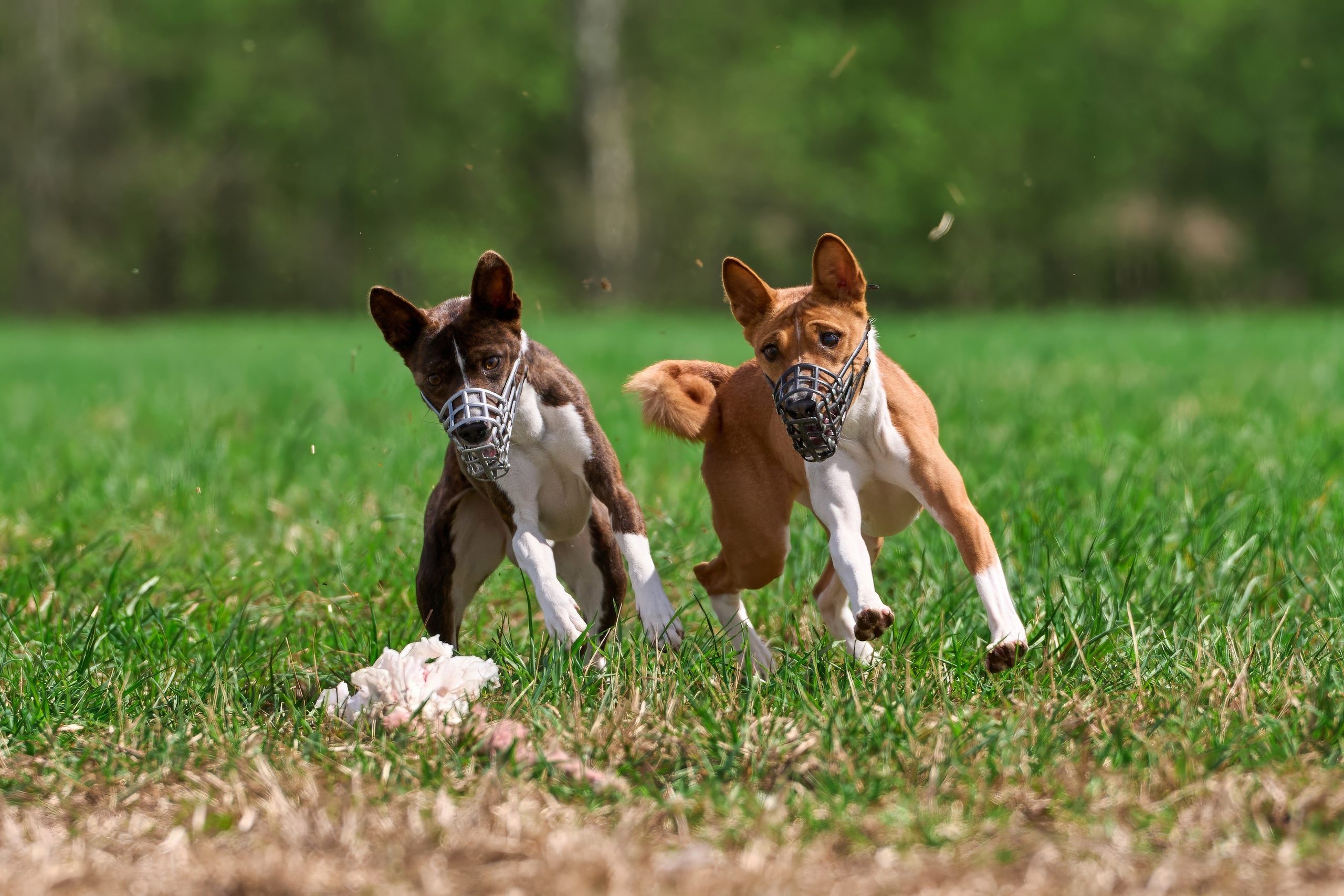 Тренировка по курсингу «на Ярославке». Фотограф-анималист Михаил Манухин