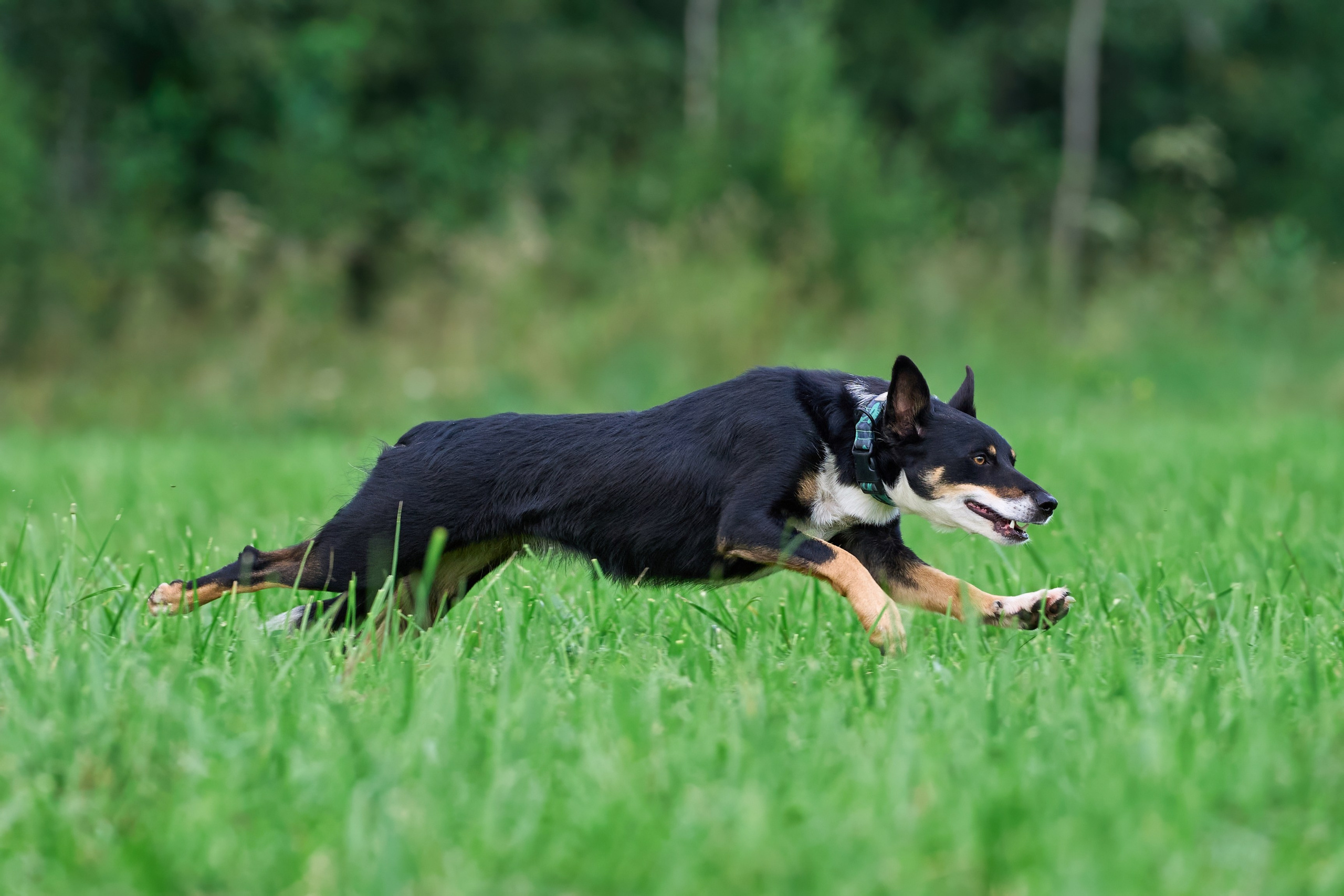 Тренировка в Донино. Фотограф-анималист Михаил Манухин