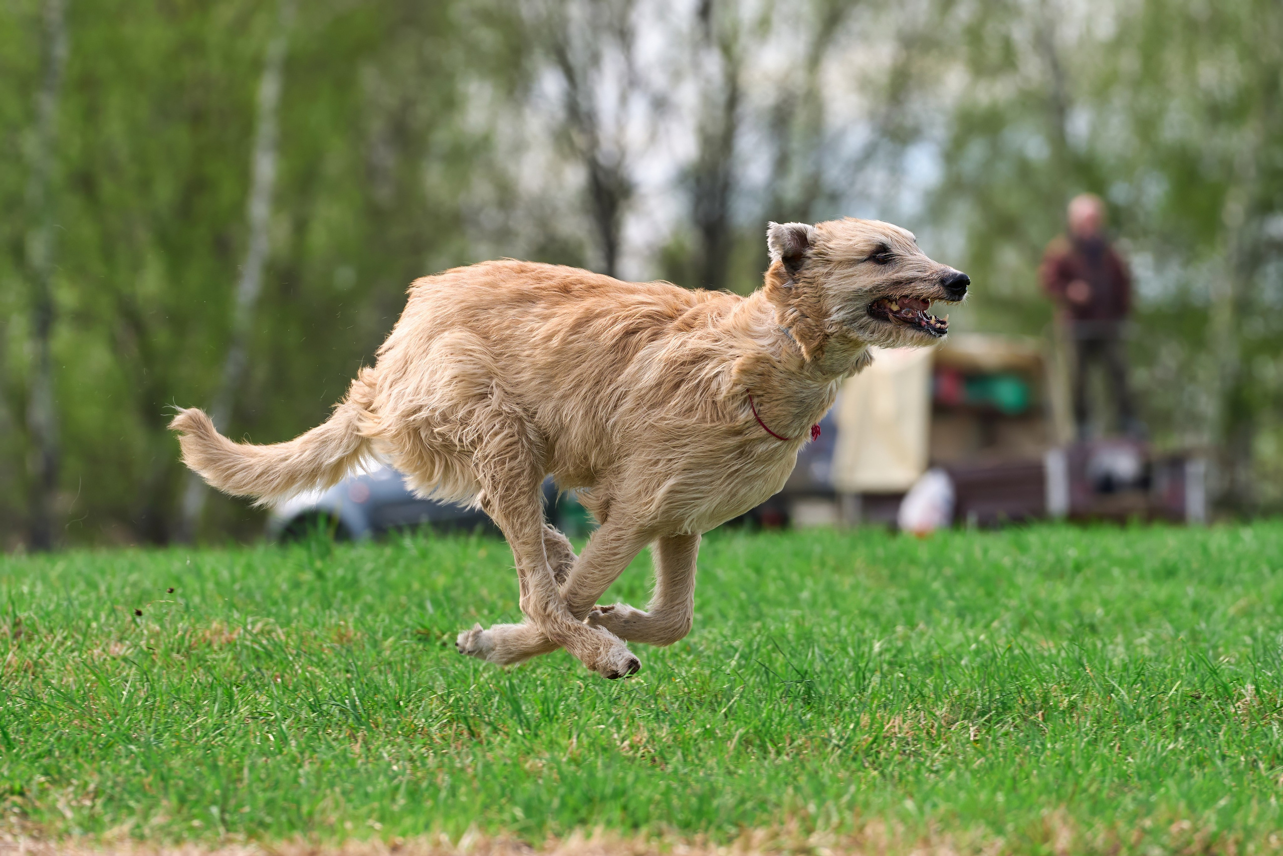 Тренировка по курсингу «на Ярославке». Фотограф-анималист Михаил Манухин