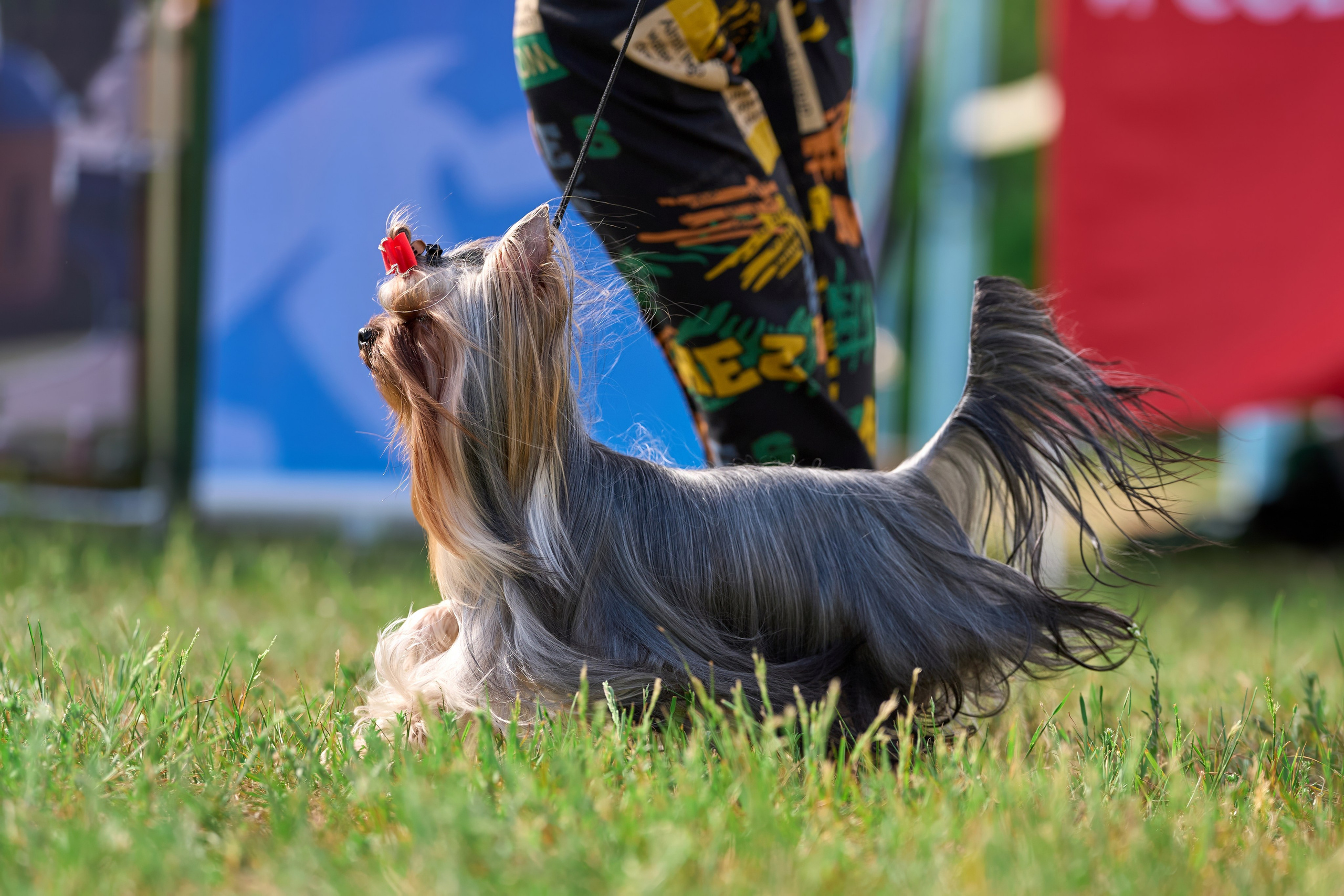 Выставка «ИЗ СОЗВЕЗДИЯ БОЛЬШОГО ПСА 2024». Фотограф-анималист Михаил Манухин