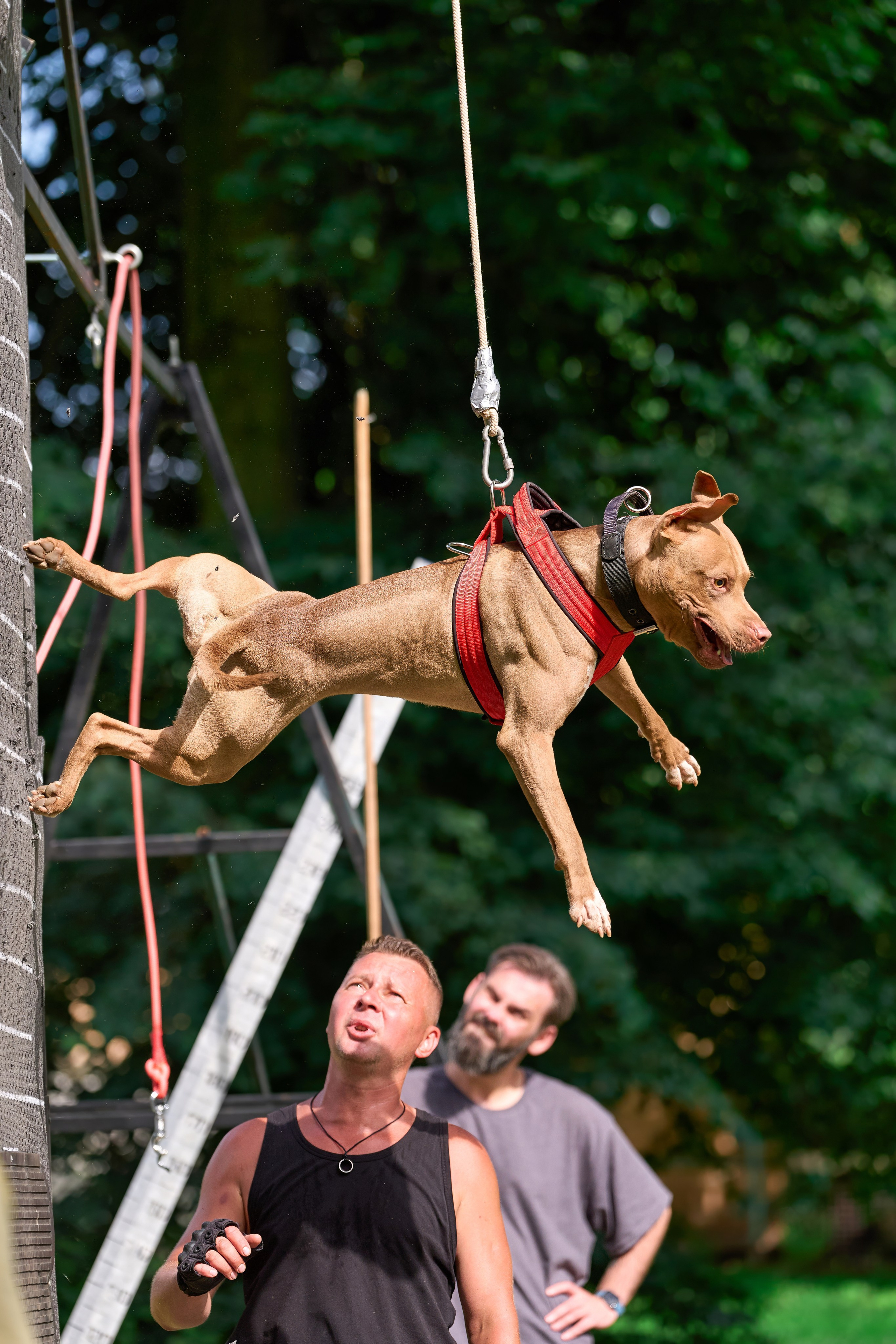 Двухдневные соревнования «Jump'n'Gym Fest — 2024». Фотограф-анималист Михаил Манухин